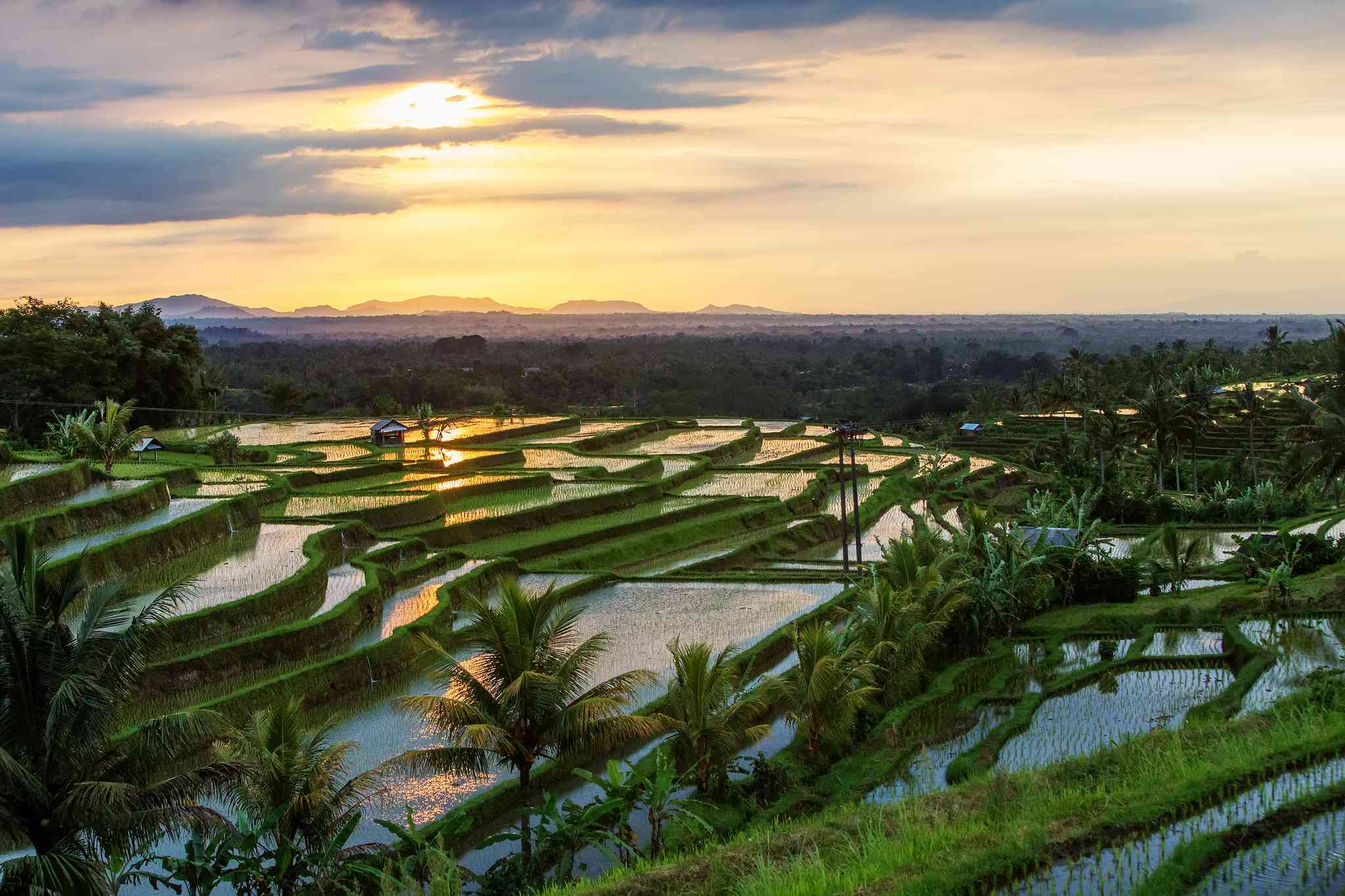 Cherry Blossoms in Japan & Excitement in Bali – Singapore