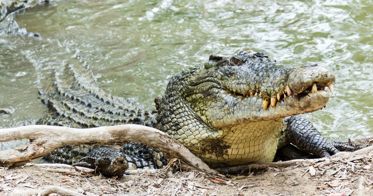 River wildlife