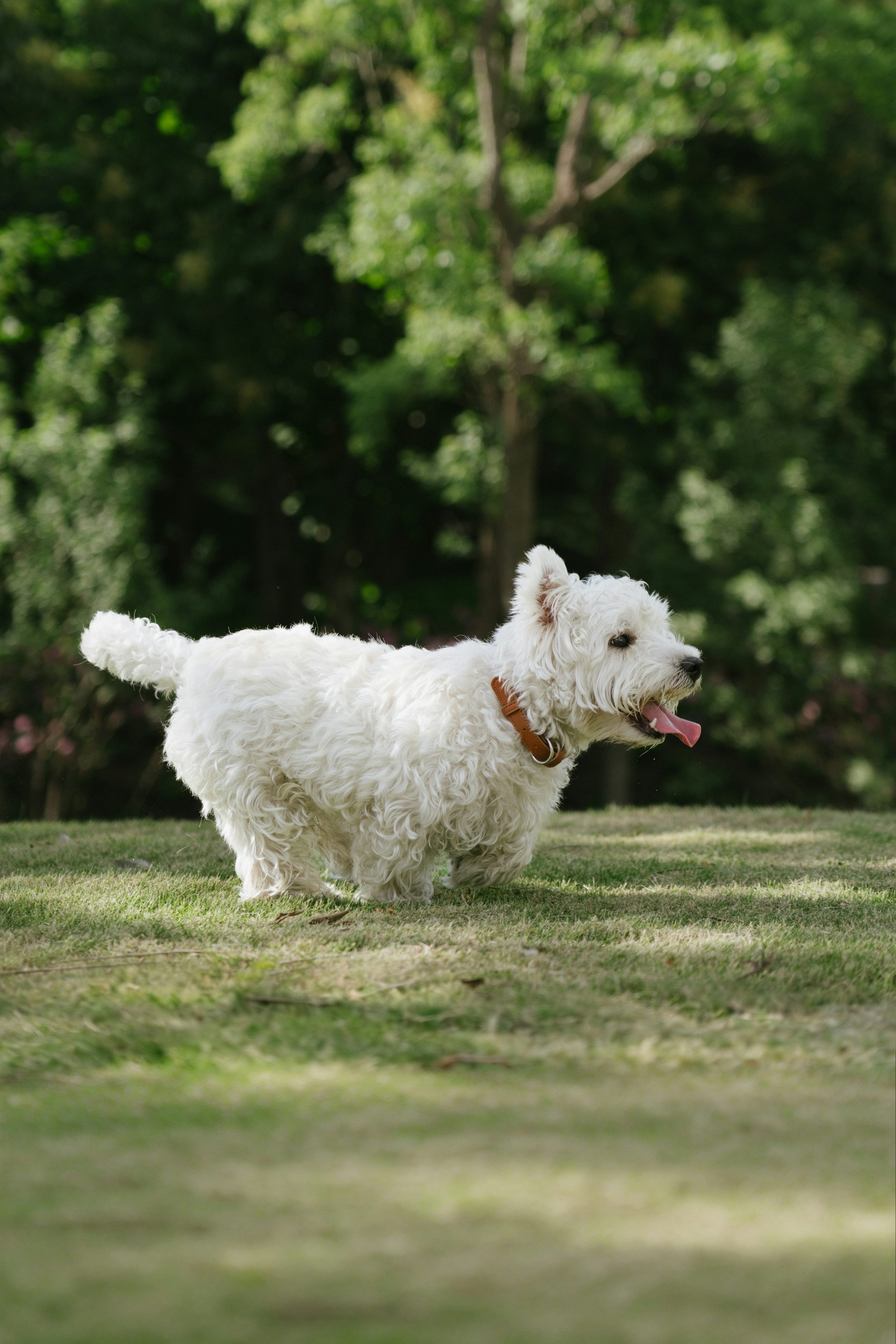 White dog running