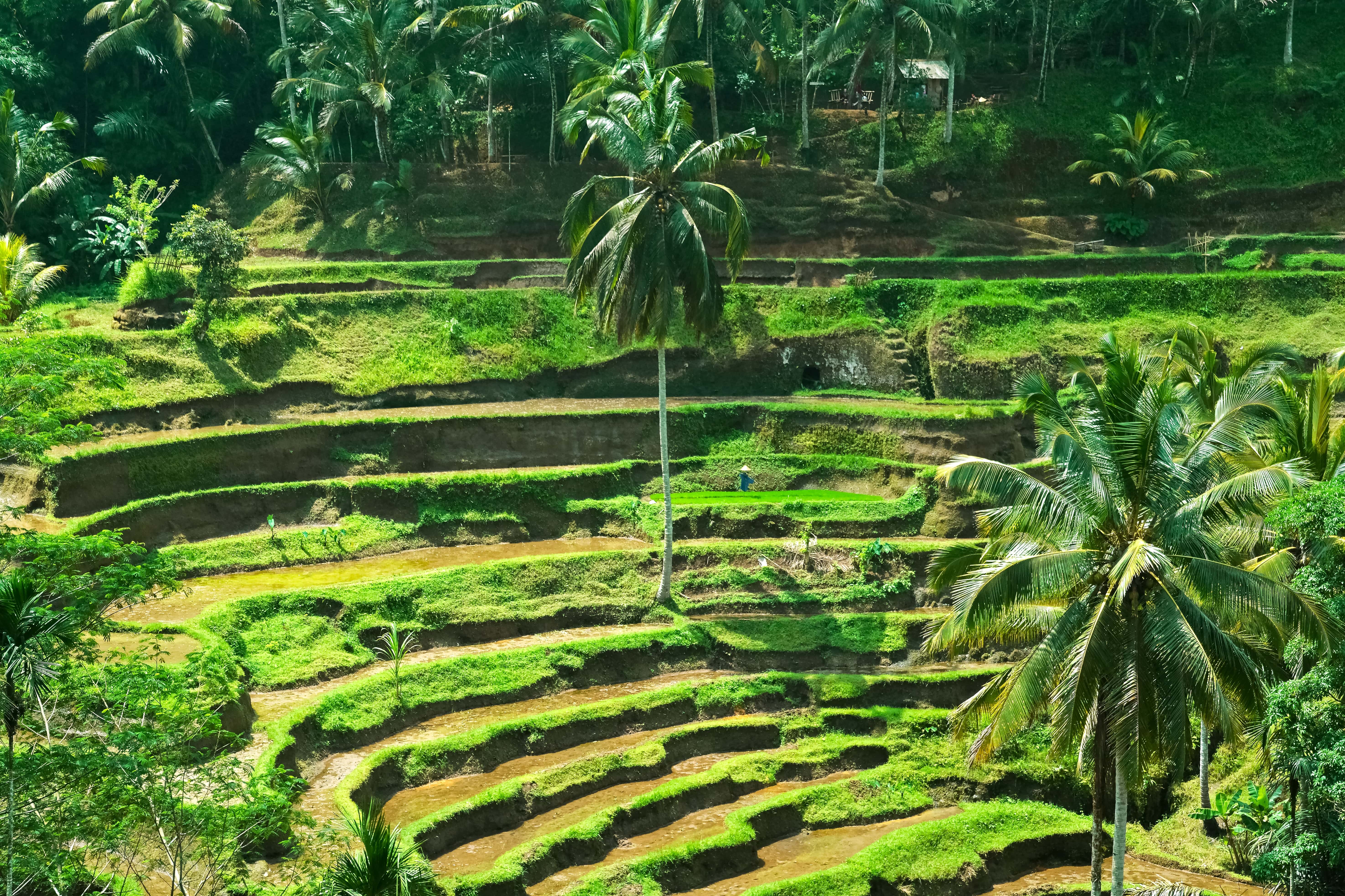 Pasar Tani Online