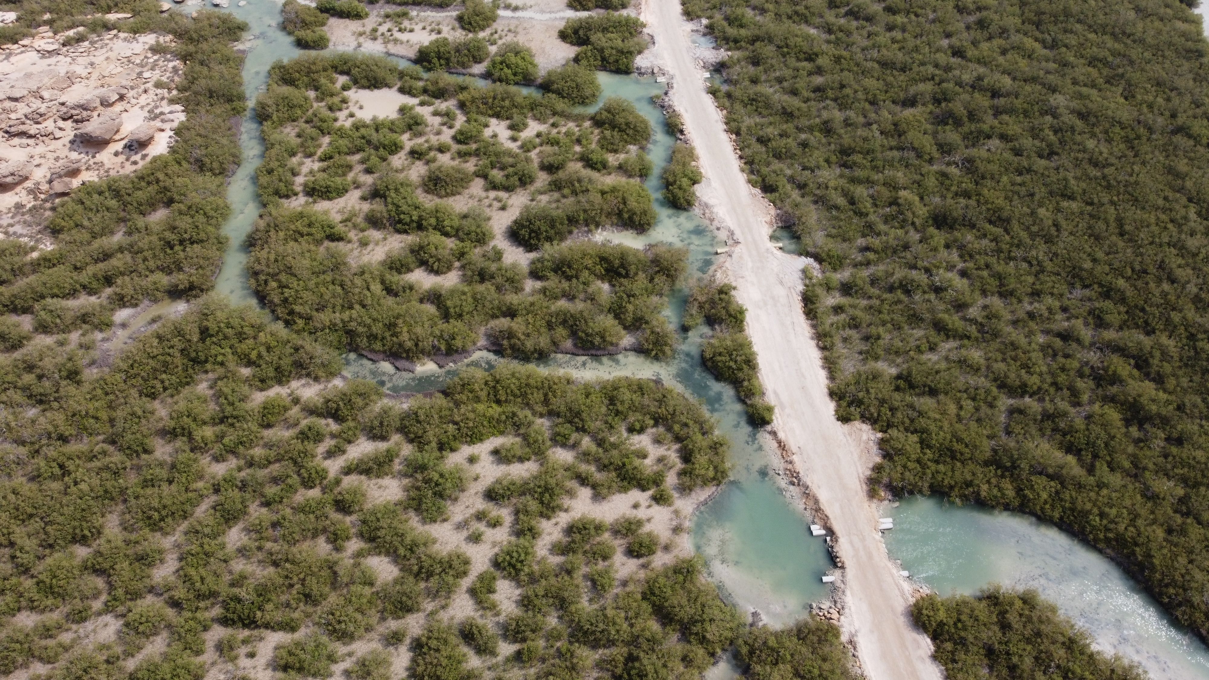 Aerial view of a winding river through dense mangrove forest