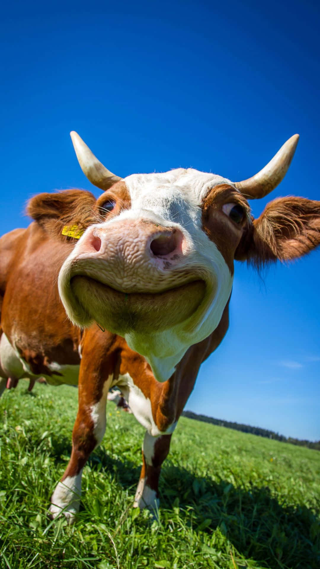Cute cow looking at camera