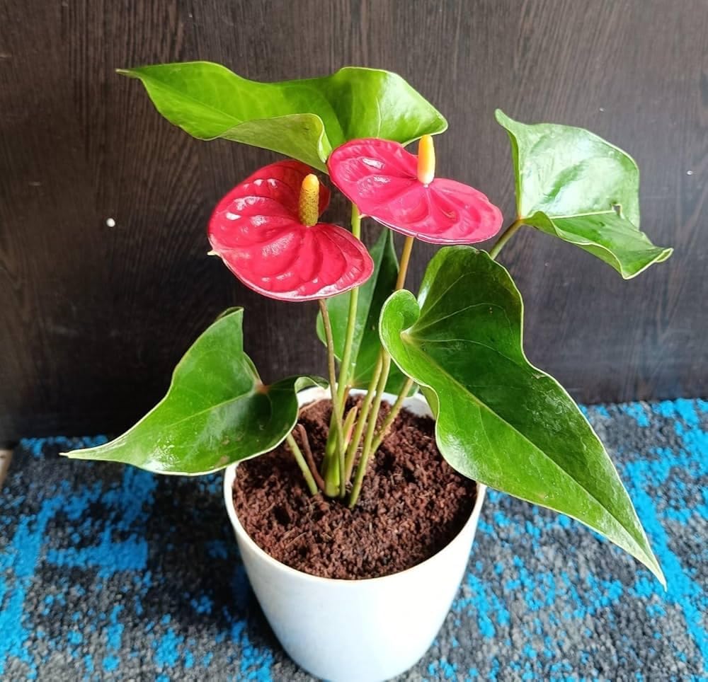 Anthurium — tissue culture plantlets
