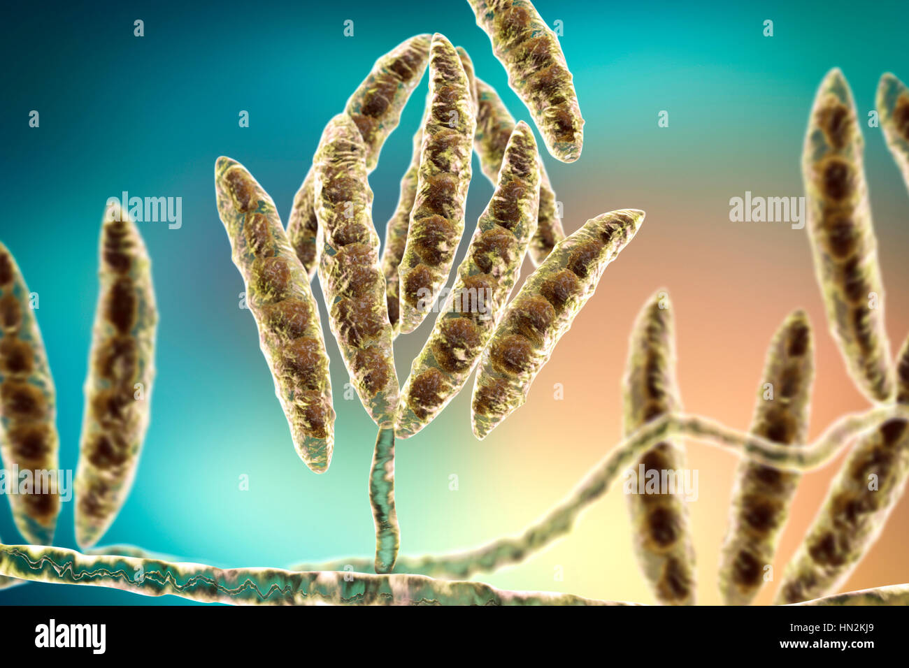 Fusarium oxysporum تحت المجهر