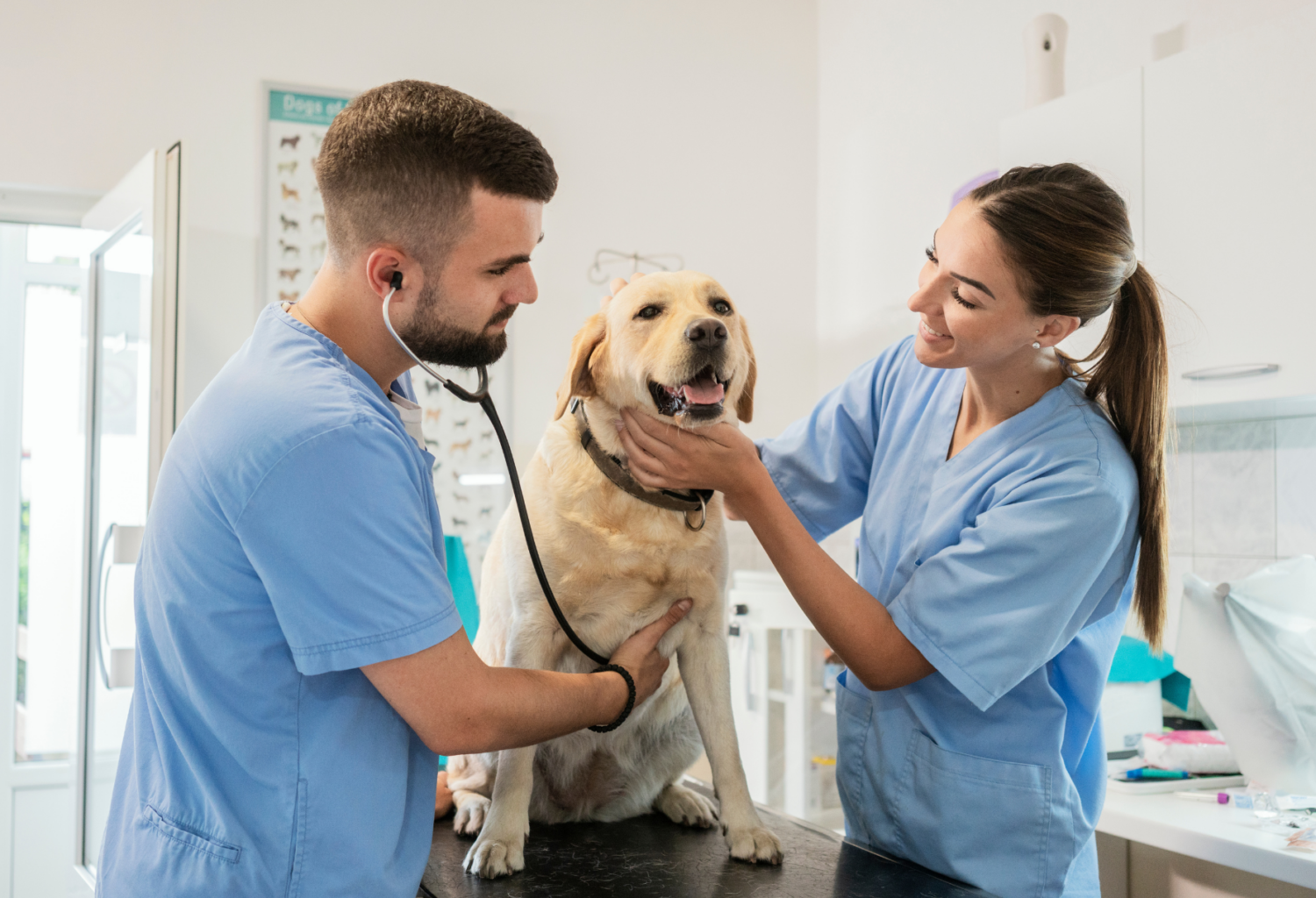 Veterinarians examining happy dog at clinic