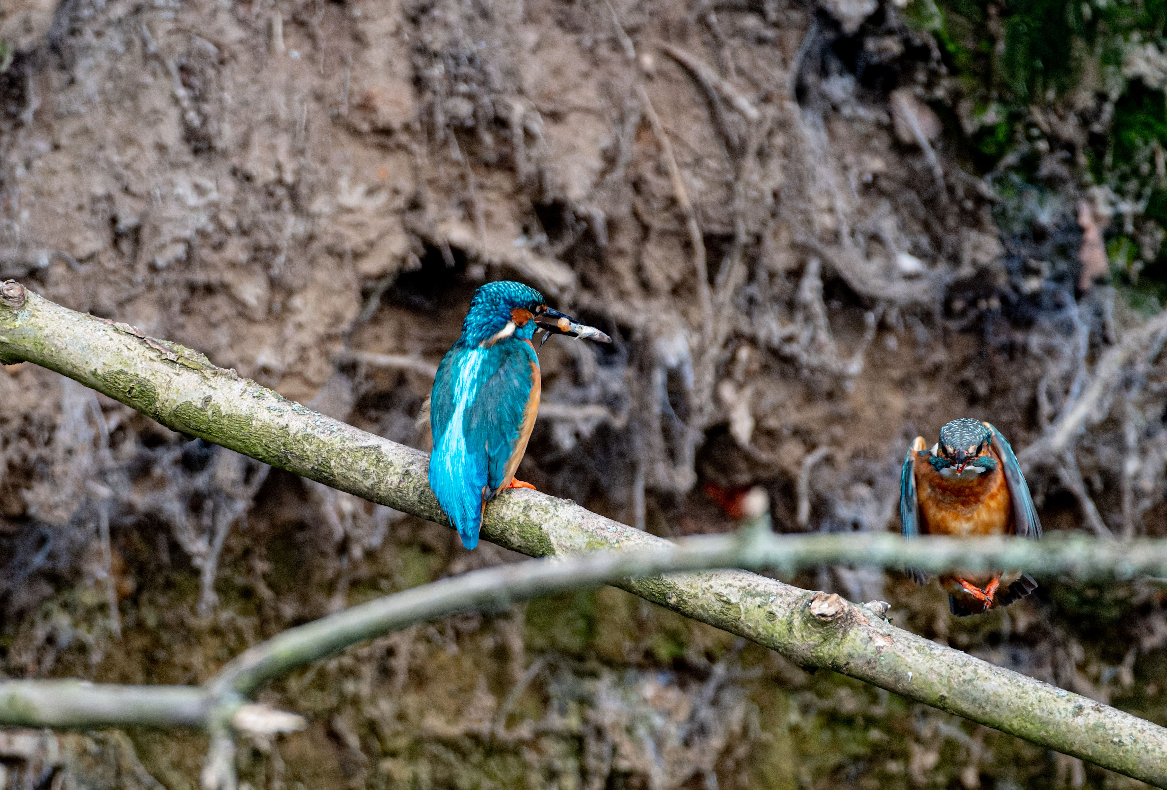 Kingfisher bird perched on a branch