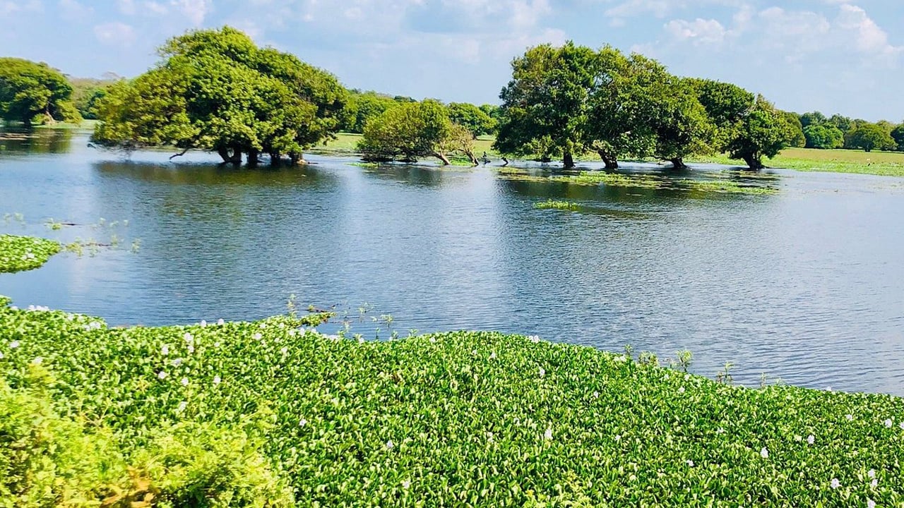 Green trees along a winding river