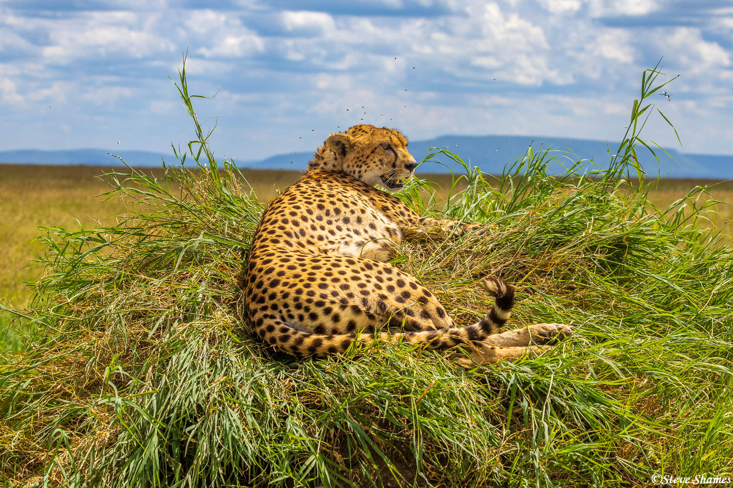 A cheetah walking the open plain