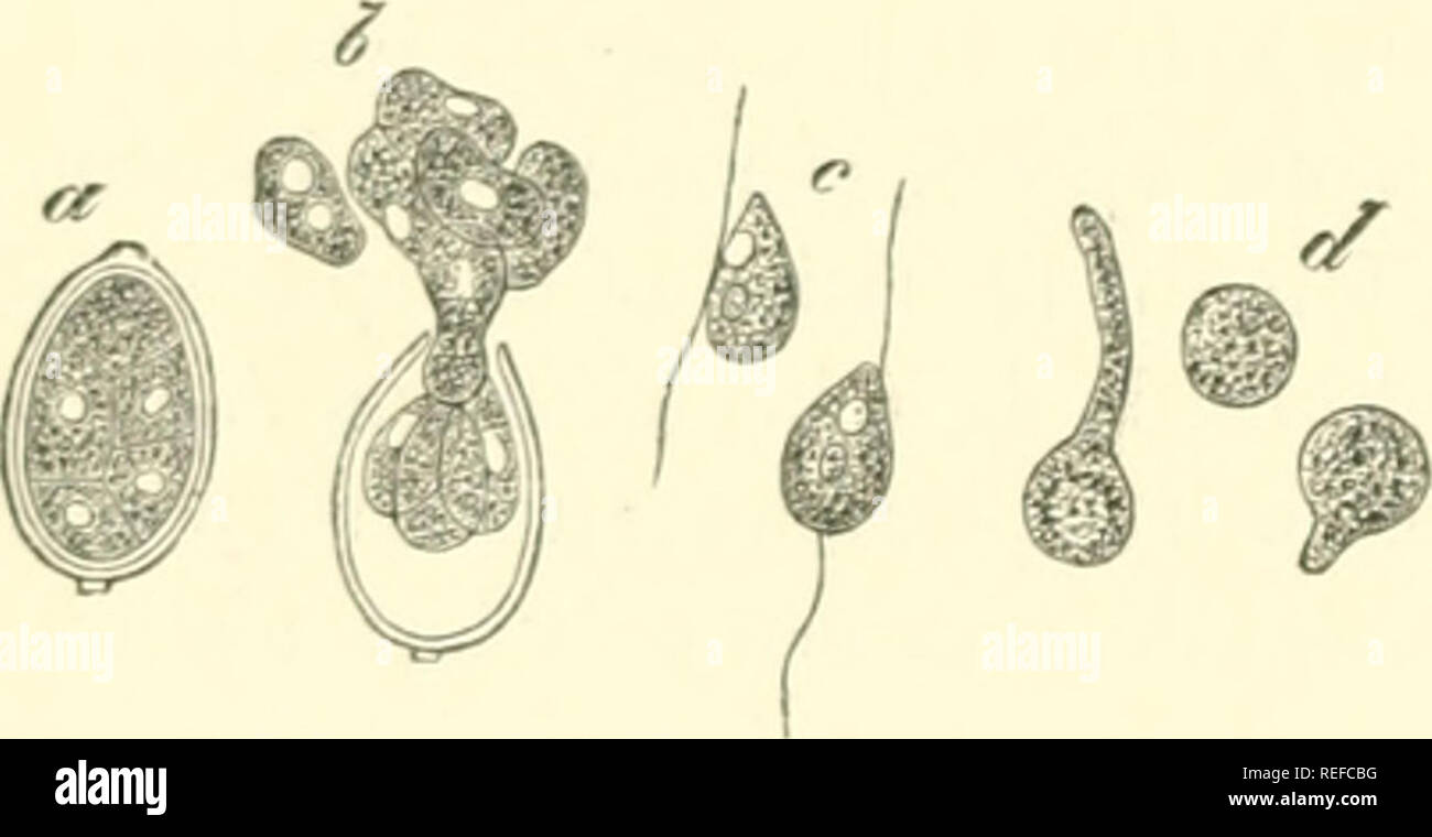 Phytophthora infestans تحت المجهر