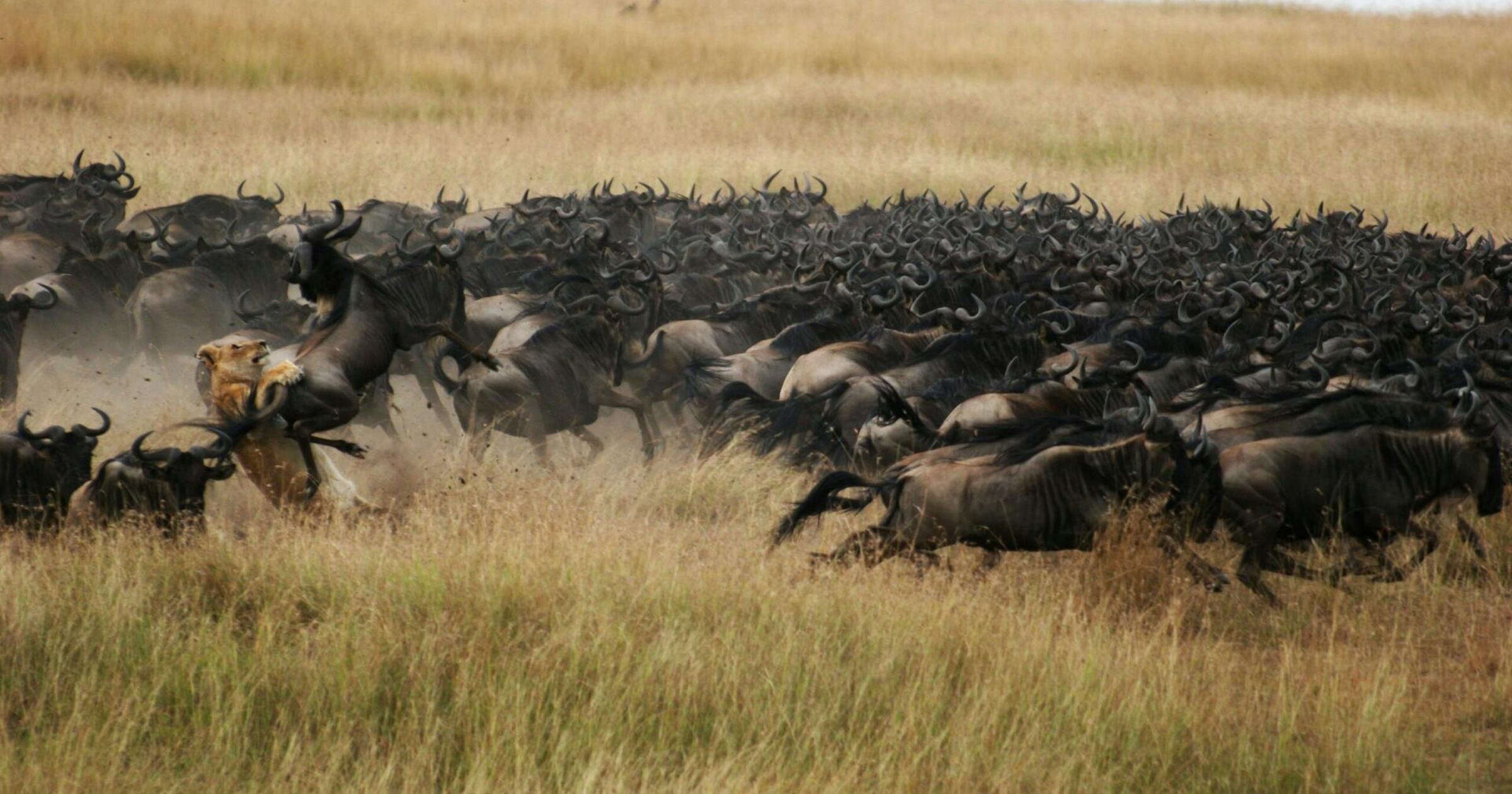Serengeti landscape