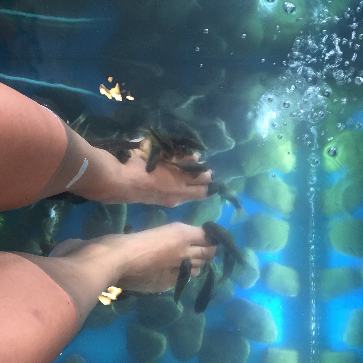 Fish spa in the river