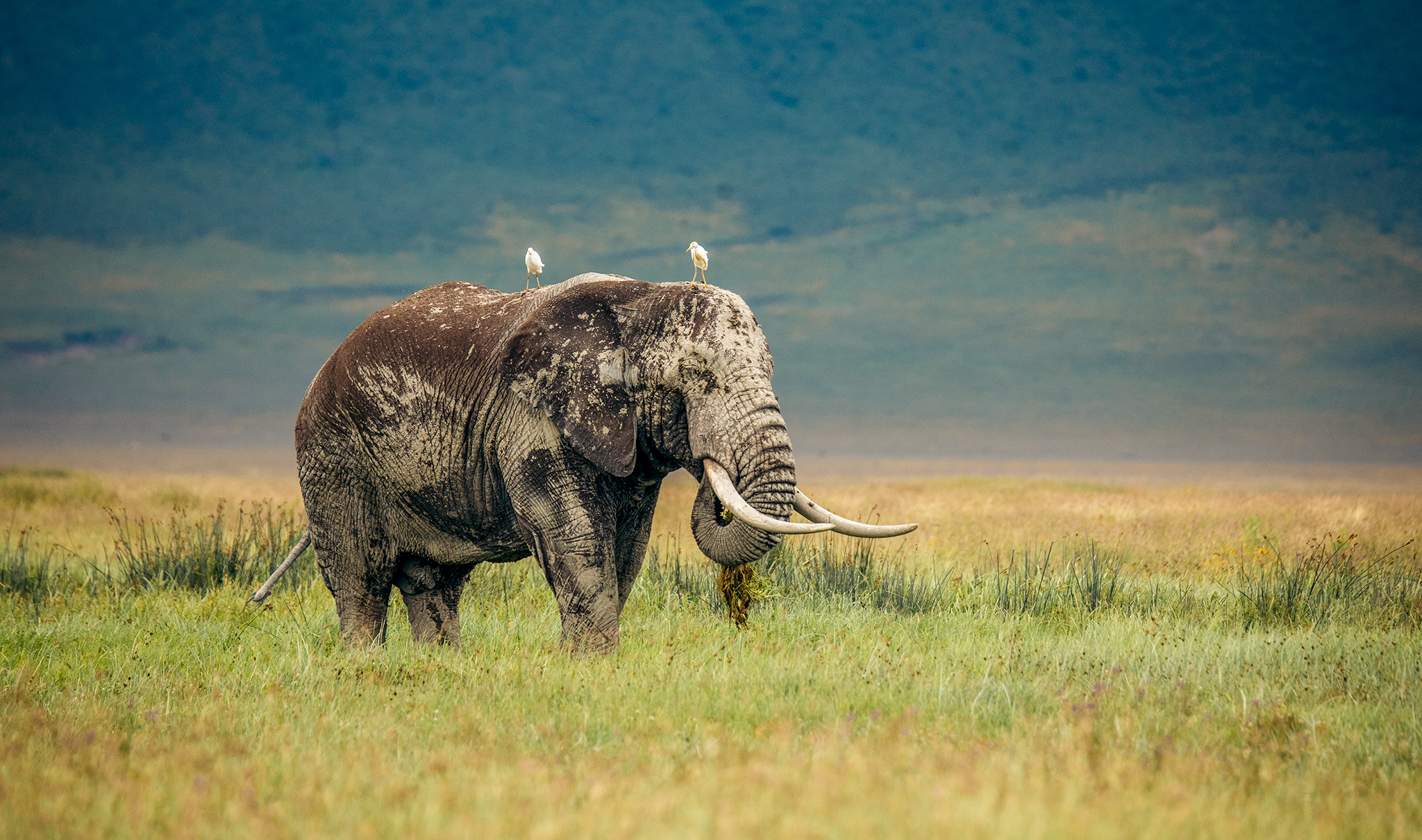 Ngorongoro crater floor with animals below the rim