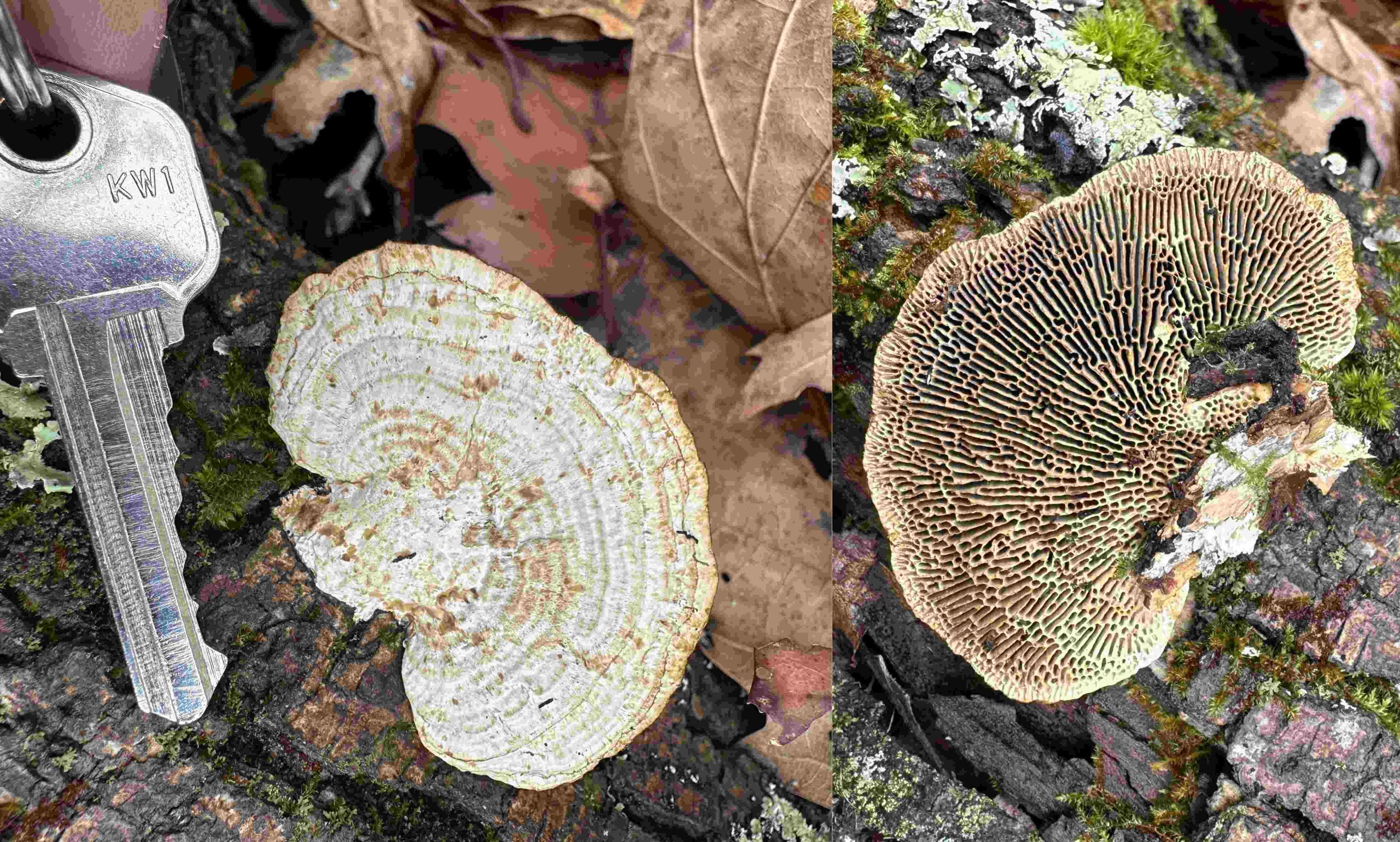 Bracket fungus with concentric bands on bark.