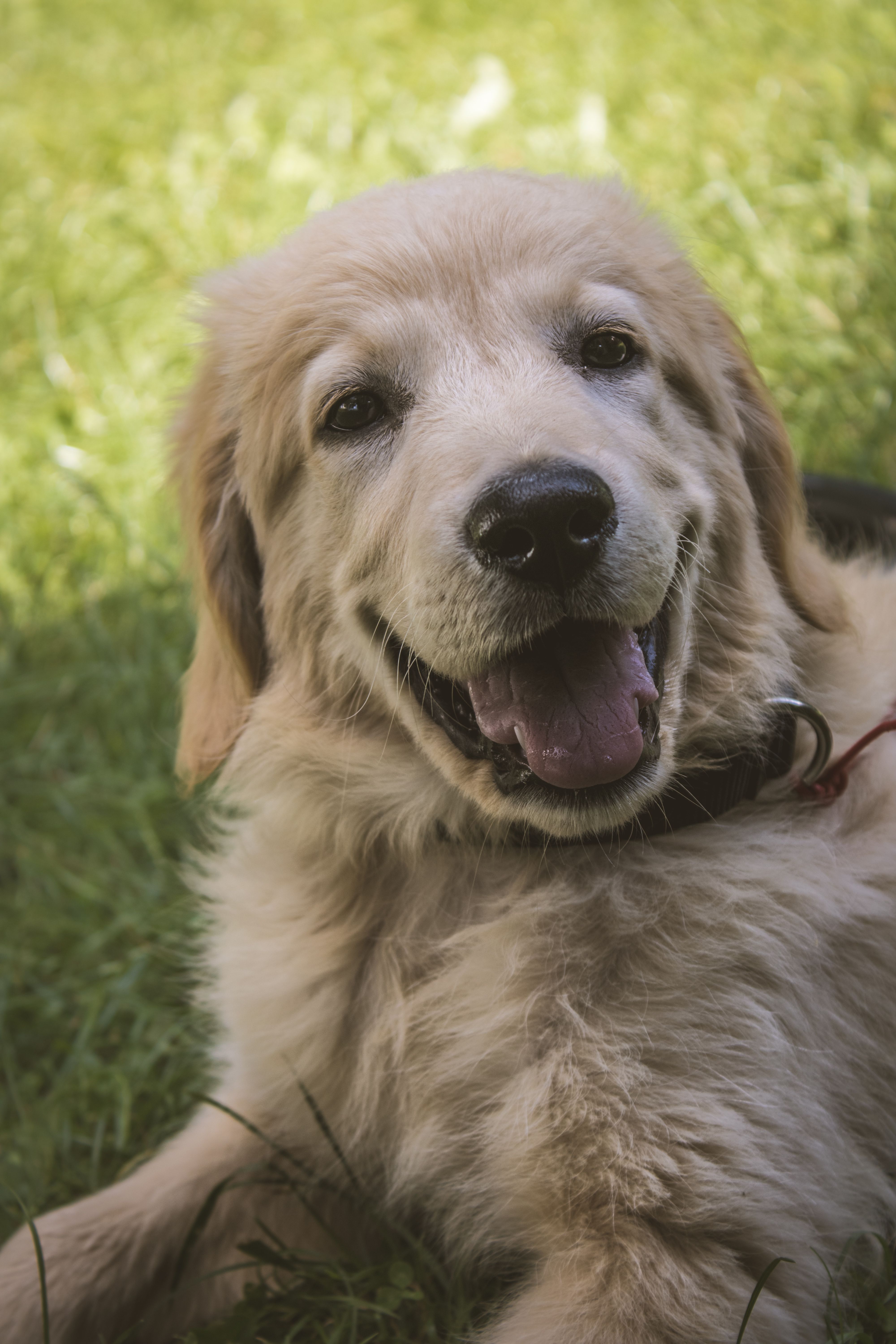 Happy dog in grass
