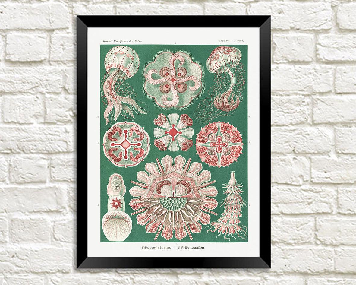 Ernst Haeckel, Discomedusae (jellyfish), plate 8 from Kunstformen der Natur, 1904.