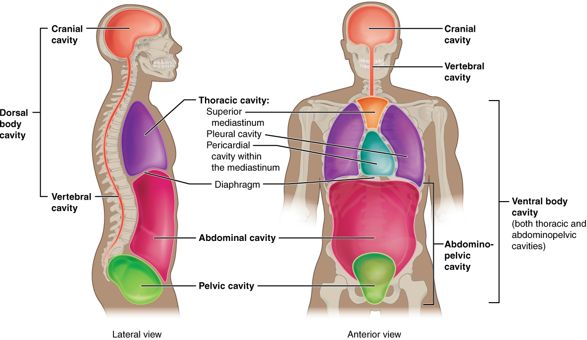 Human Physiology for NEET: Why NTA Loves NCERT Lines (and Which Ones)