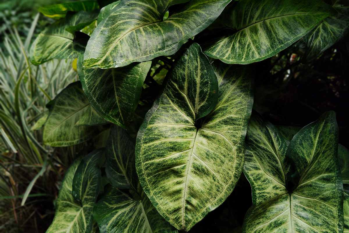 Syngonium & Scindapsus — tissue culture plantlets