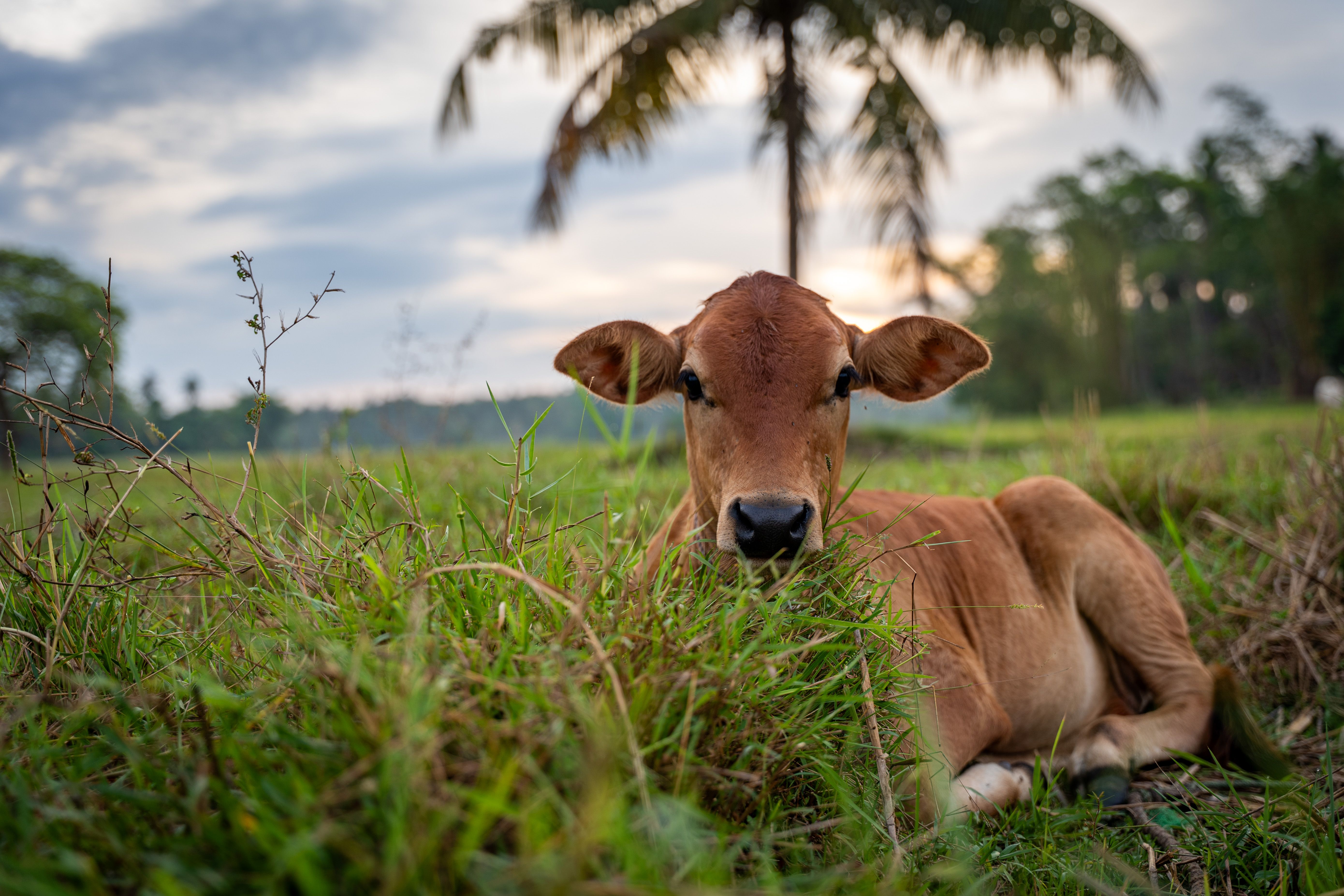 Brown calf lying in green grass