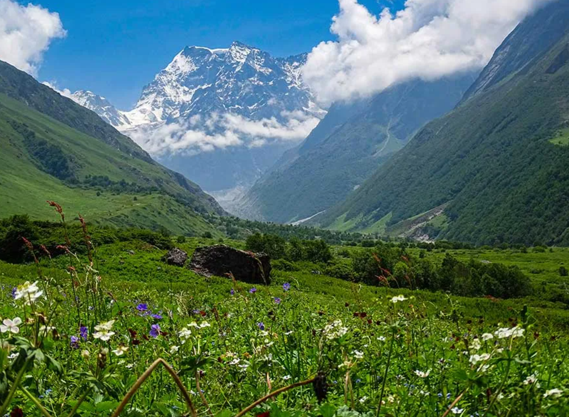 Blossoming Himalayan meadow in Valley of Flowers National Park, Uttarakhand