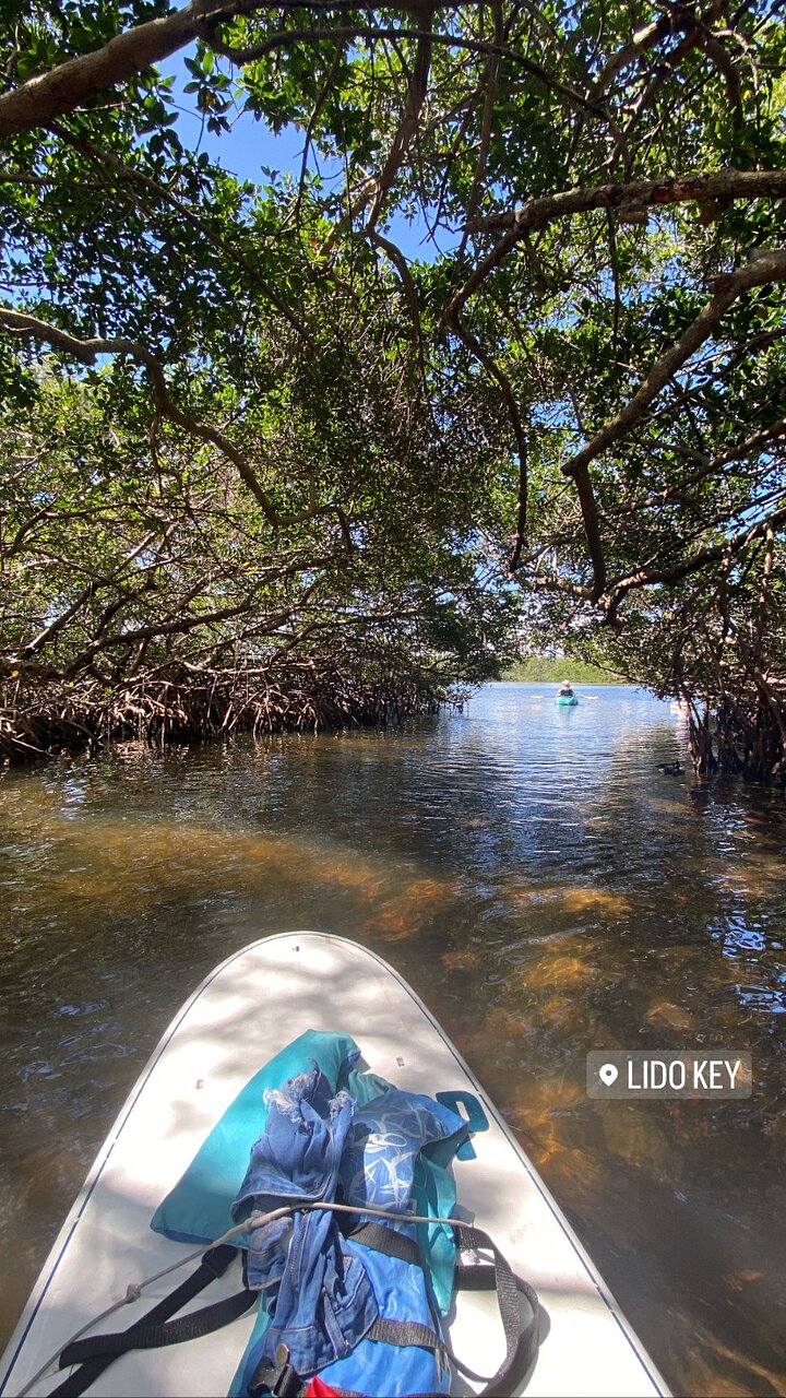 Aerial view of a green mangrove tunnel surrounded by water