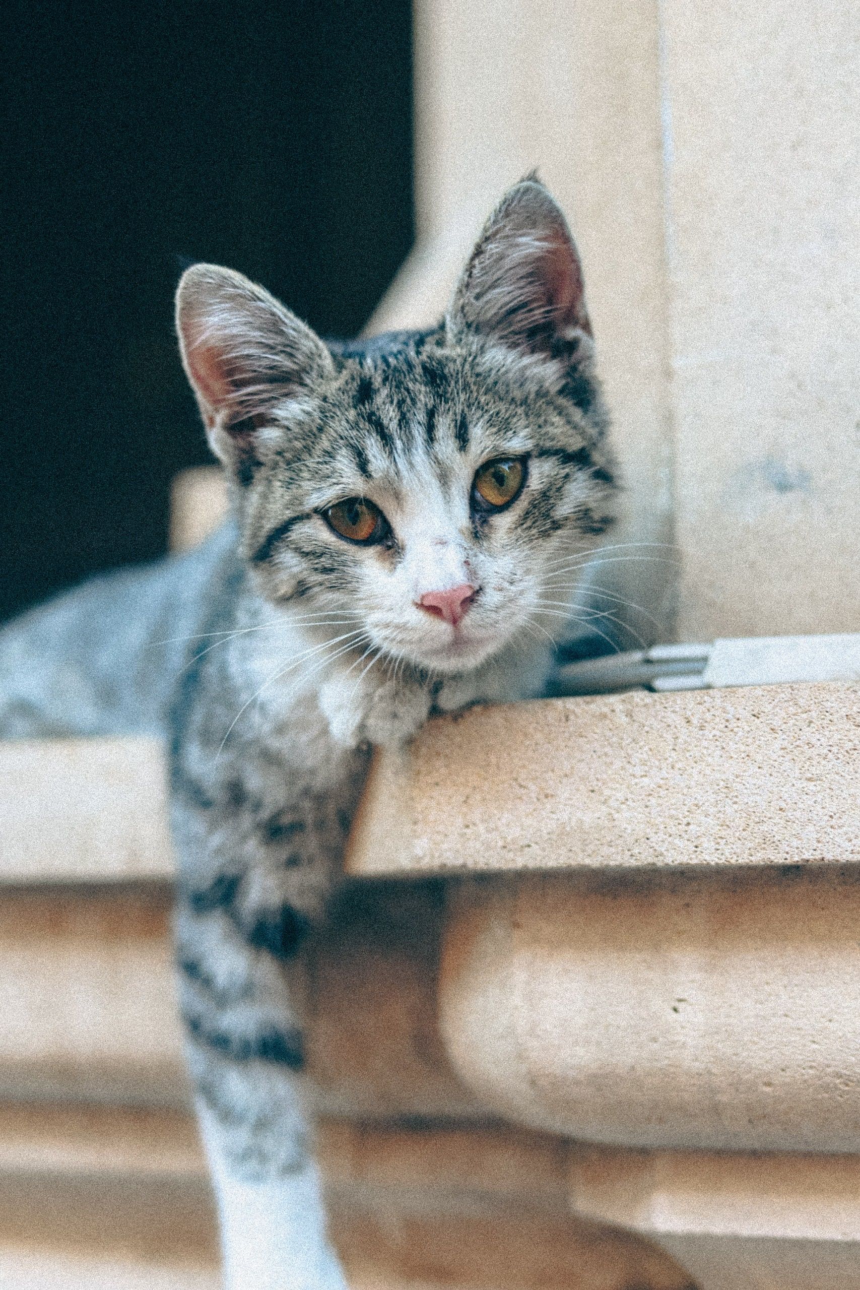 Rescued gray tabby kitten