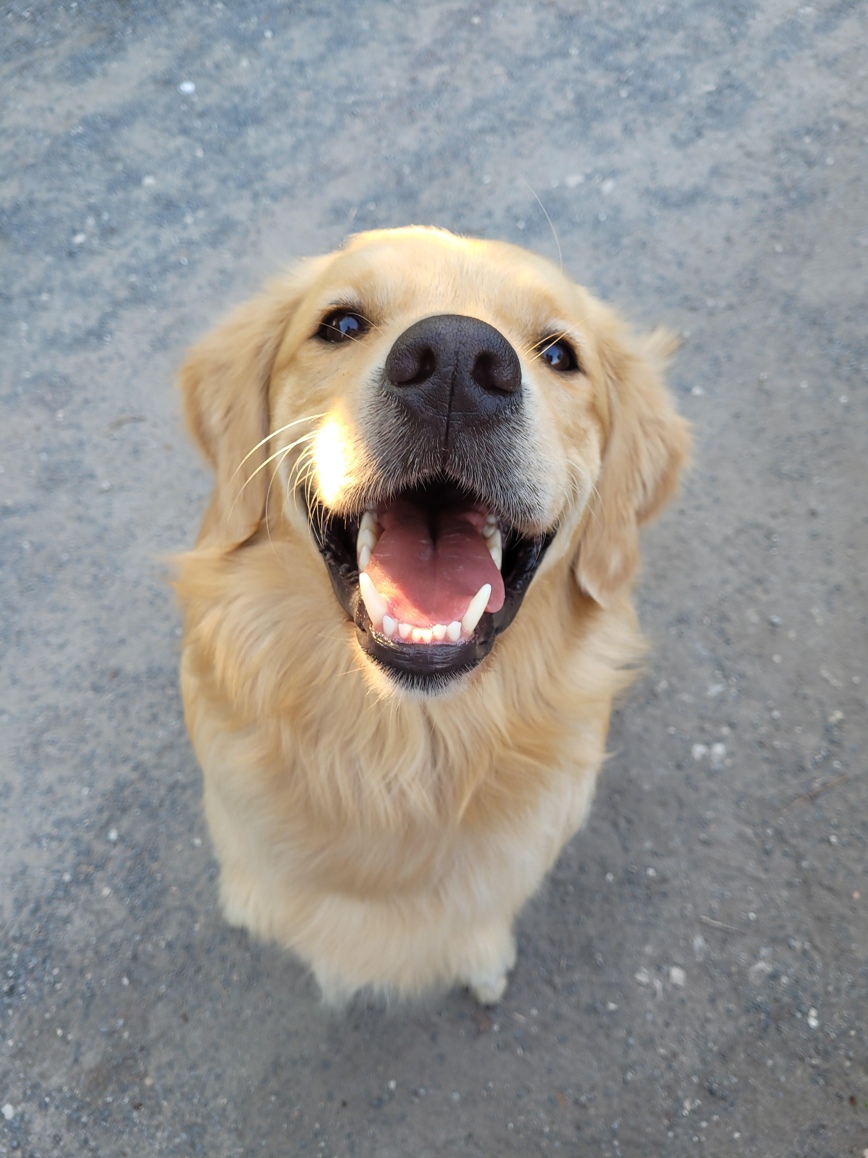Happy golden retriever rescued dog