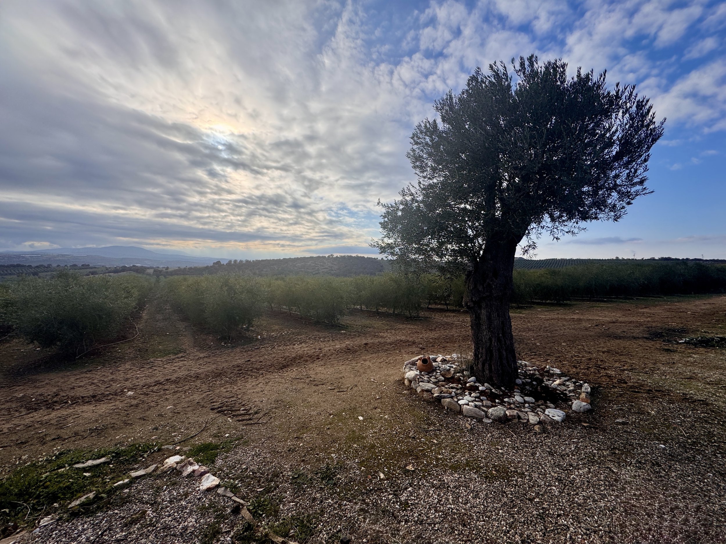 Olive grove