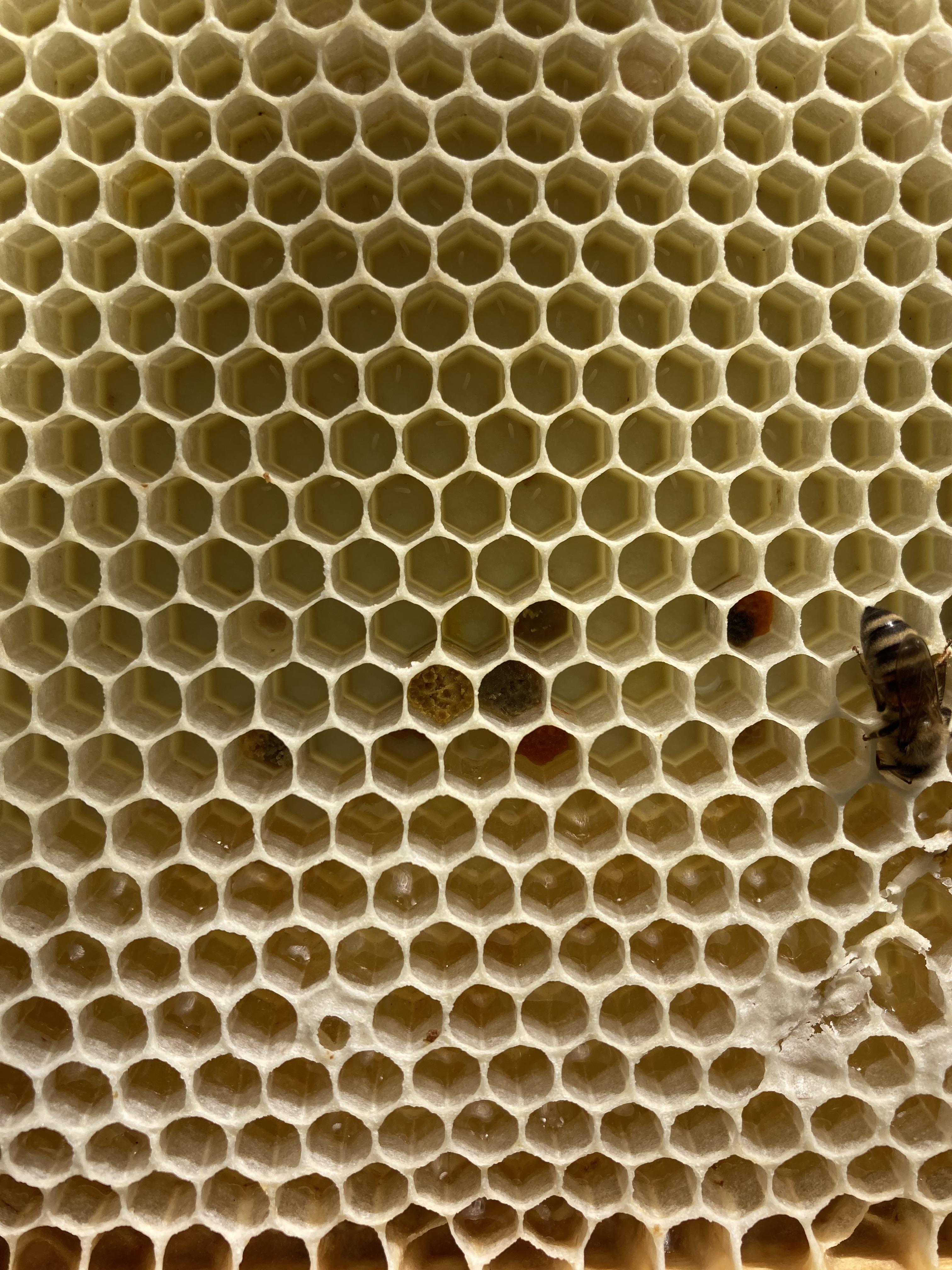 Honeycomb cells built by honeybees.