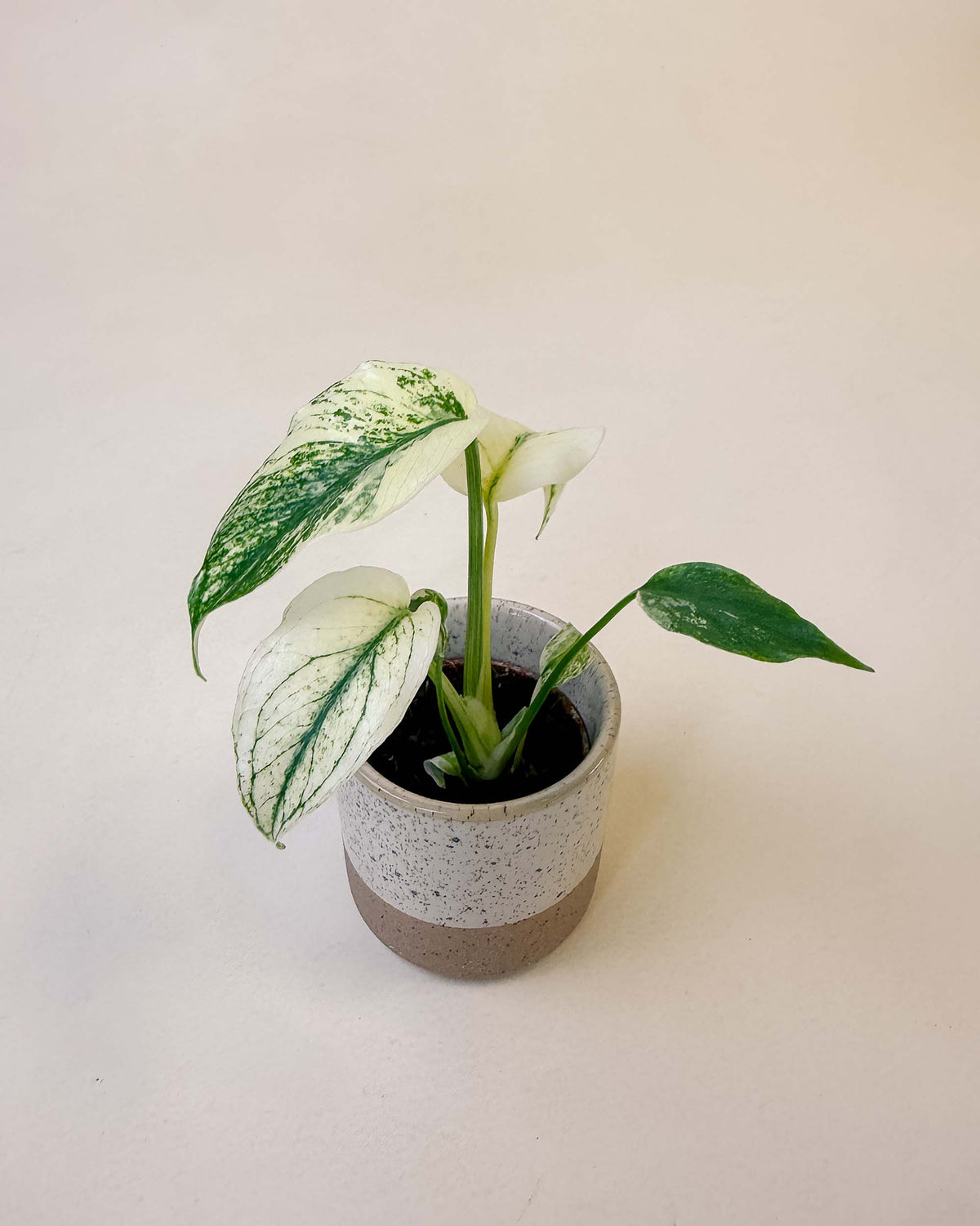 Variegated Monstera — tissue culture plantlets