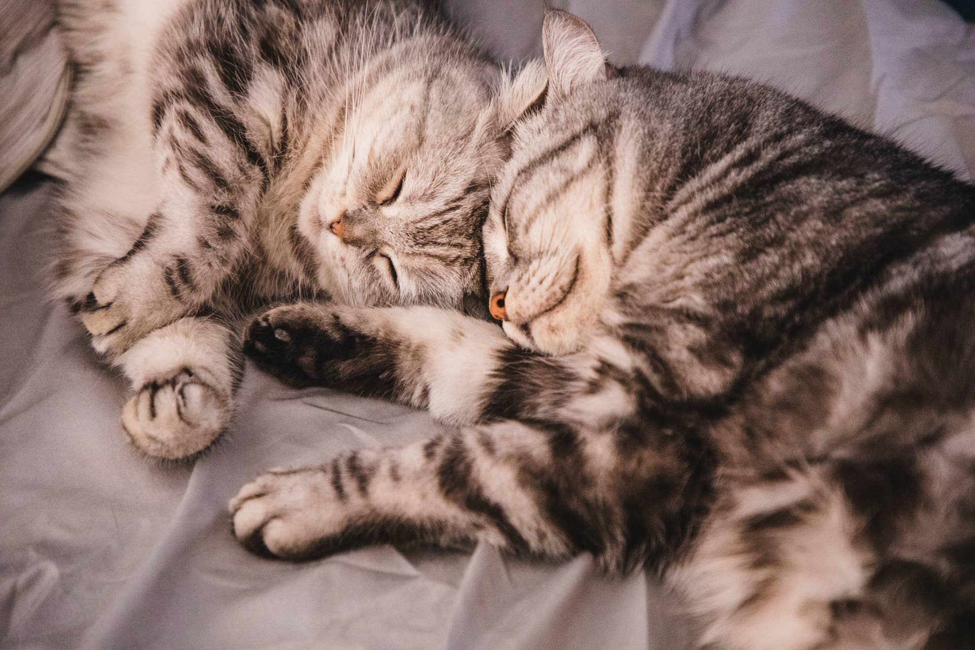 Two cats cuddling