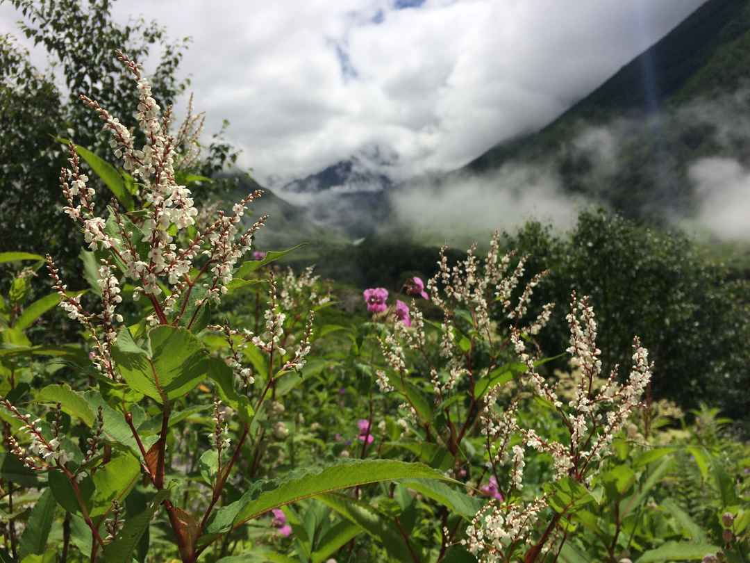 River running through a green valley in Himachal Pradesh