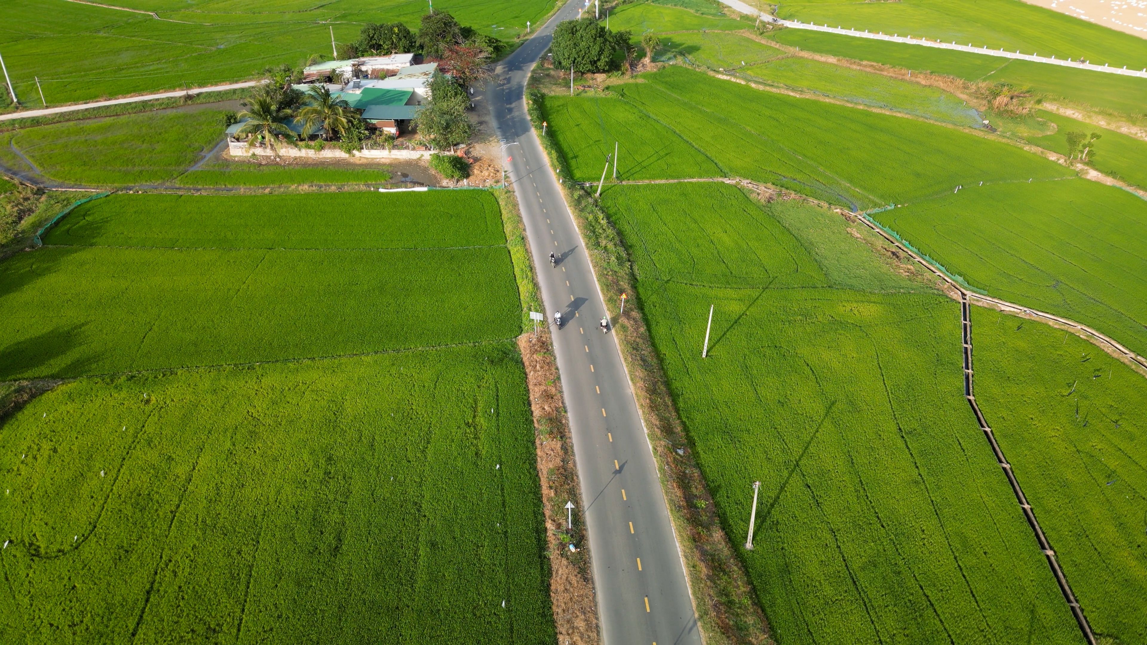 Rural road through rice paddies