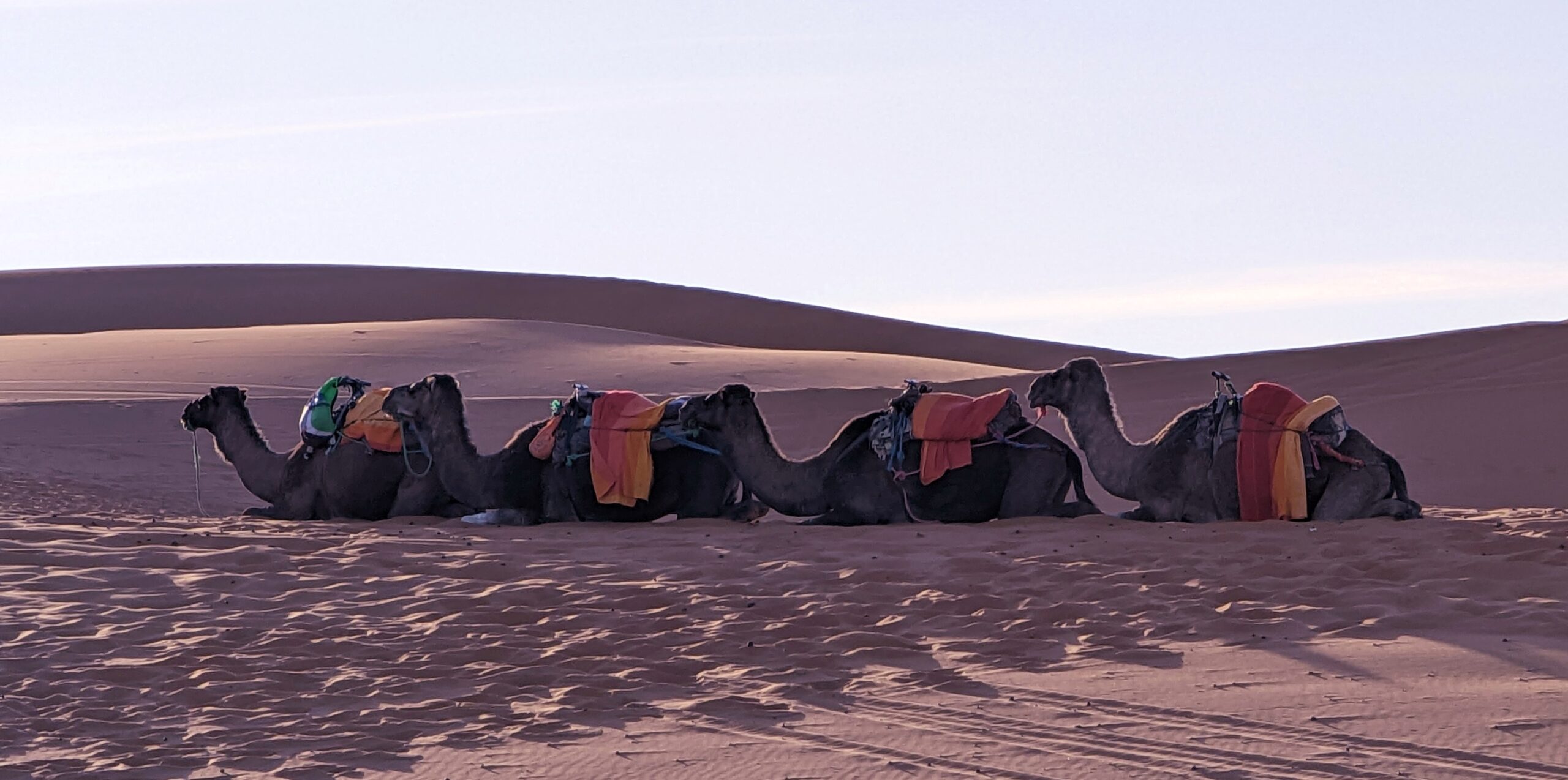 Desert camels resting