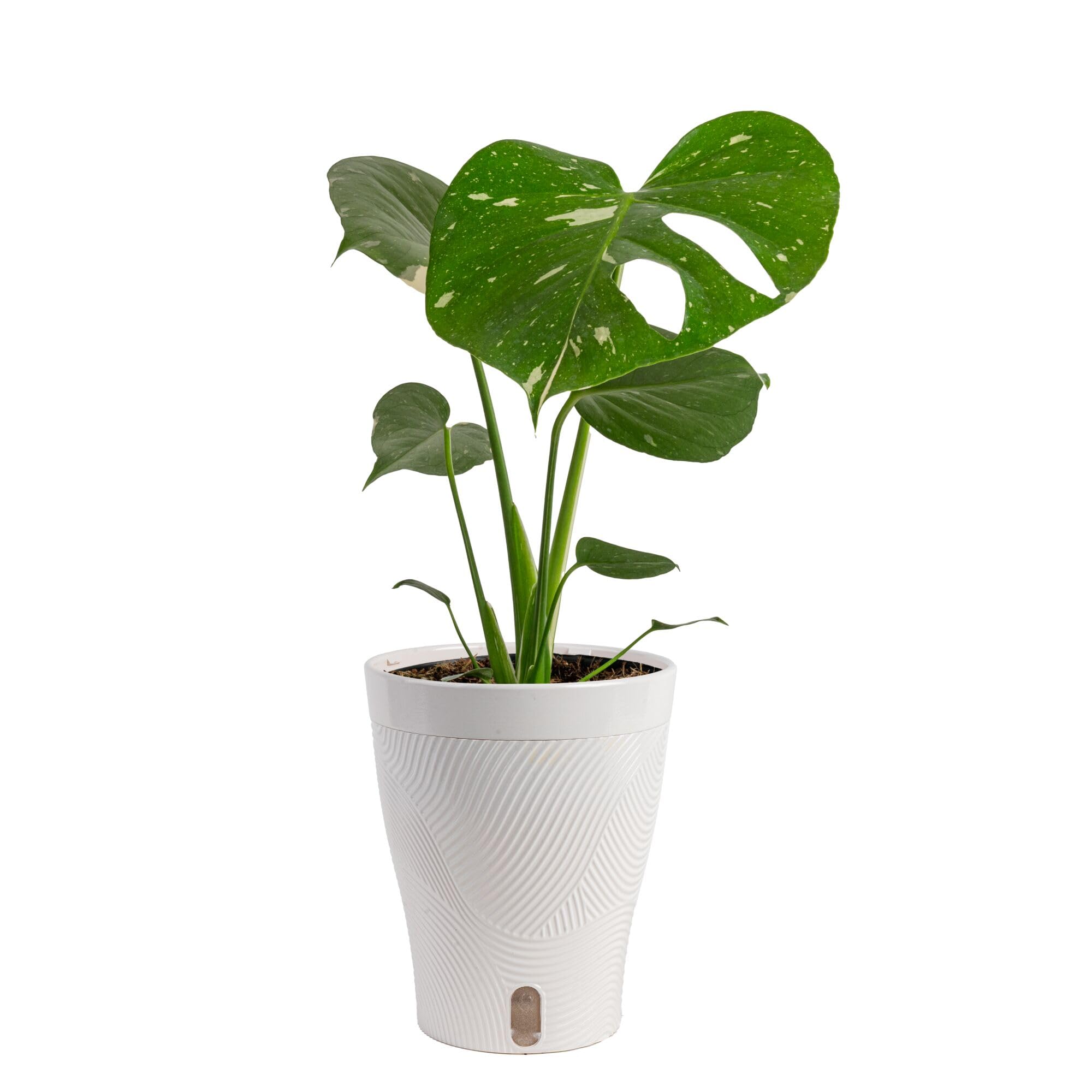 Monstera deliciosa 'Thai Constellation' — Cream speckle & splash
