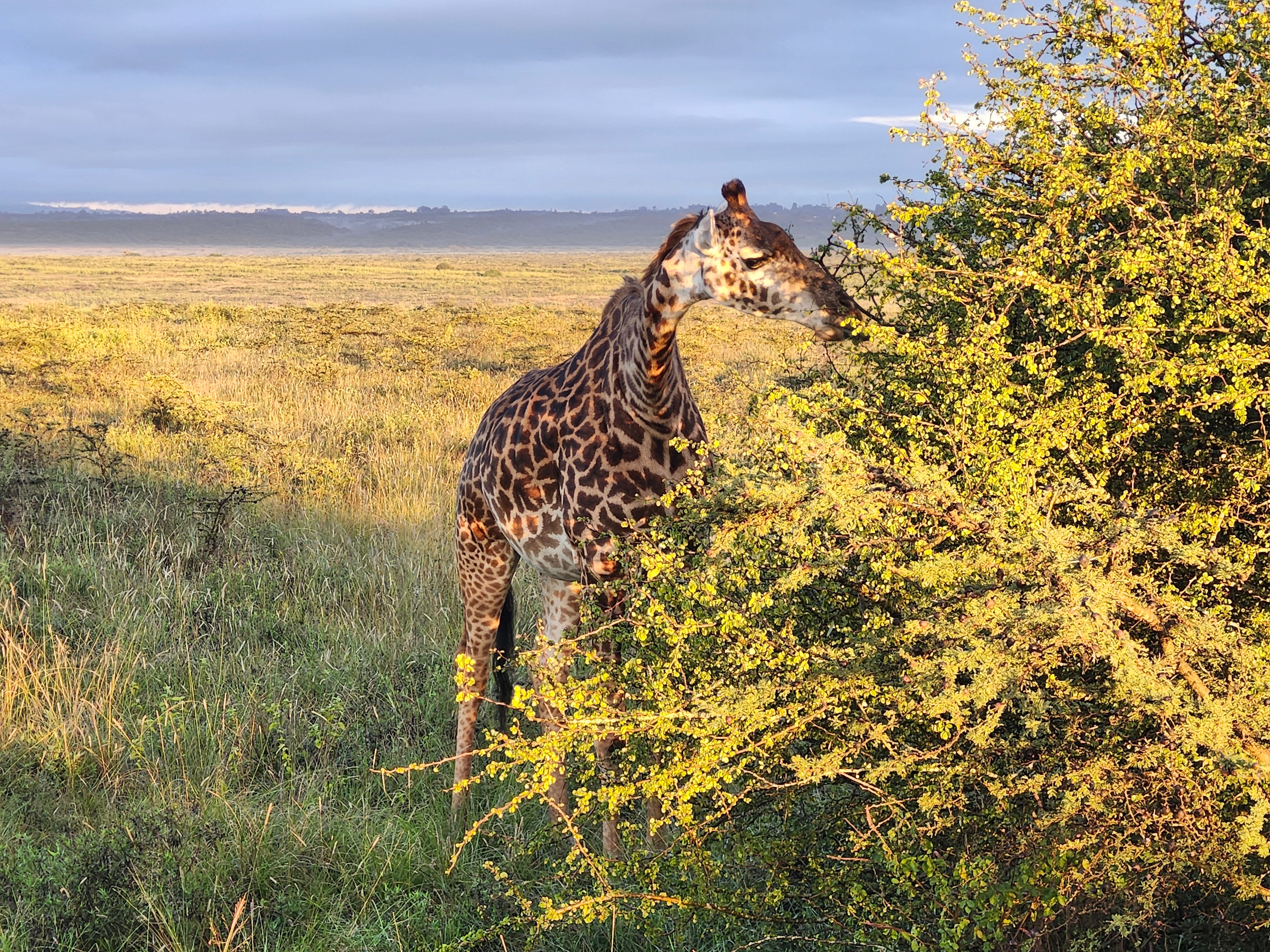 A giraffe beside an acacia at golden hour