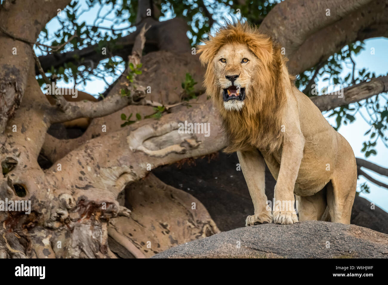 A male lion resting on a warm rock
