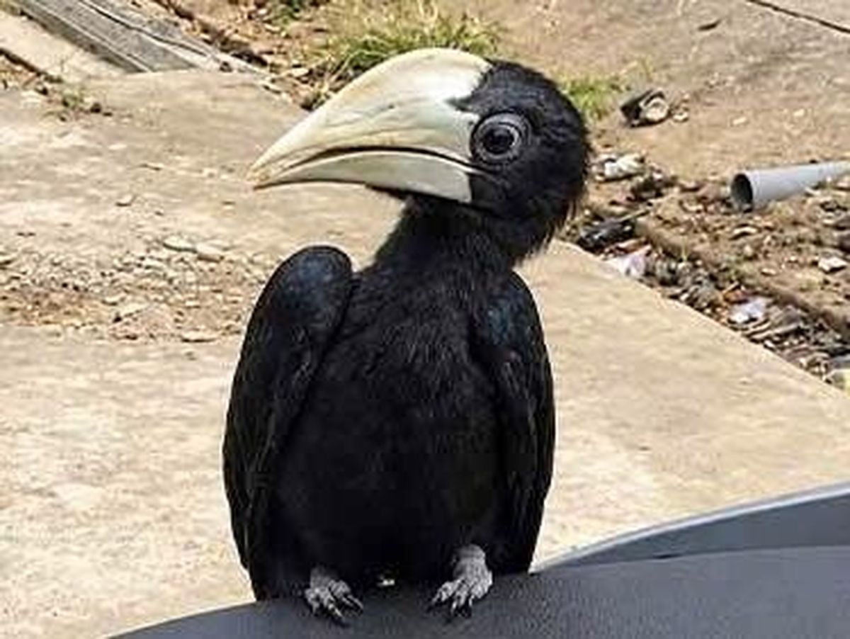 Foto pemberitaan untuk artikel "Viral Burung Langka Bertengger di Motor Warga Kotim, BKSDA Duga Bukan Satwa Liar"