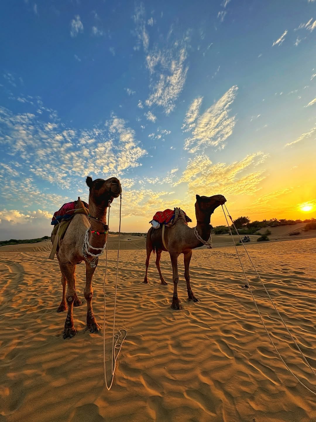 Camel Safari in Osian