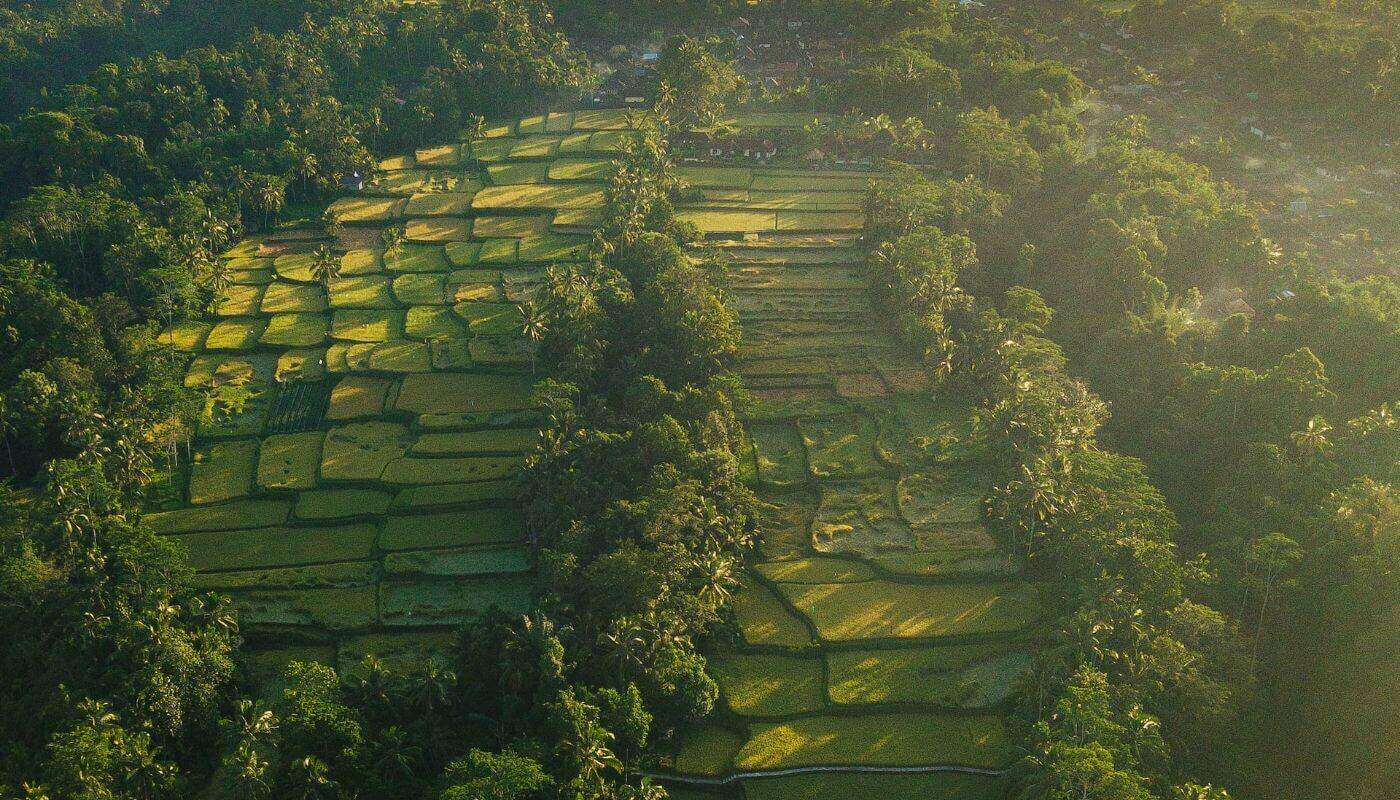 Terasering sawah hijau