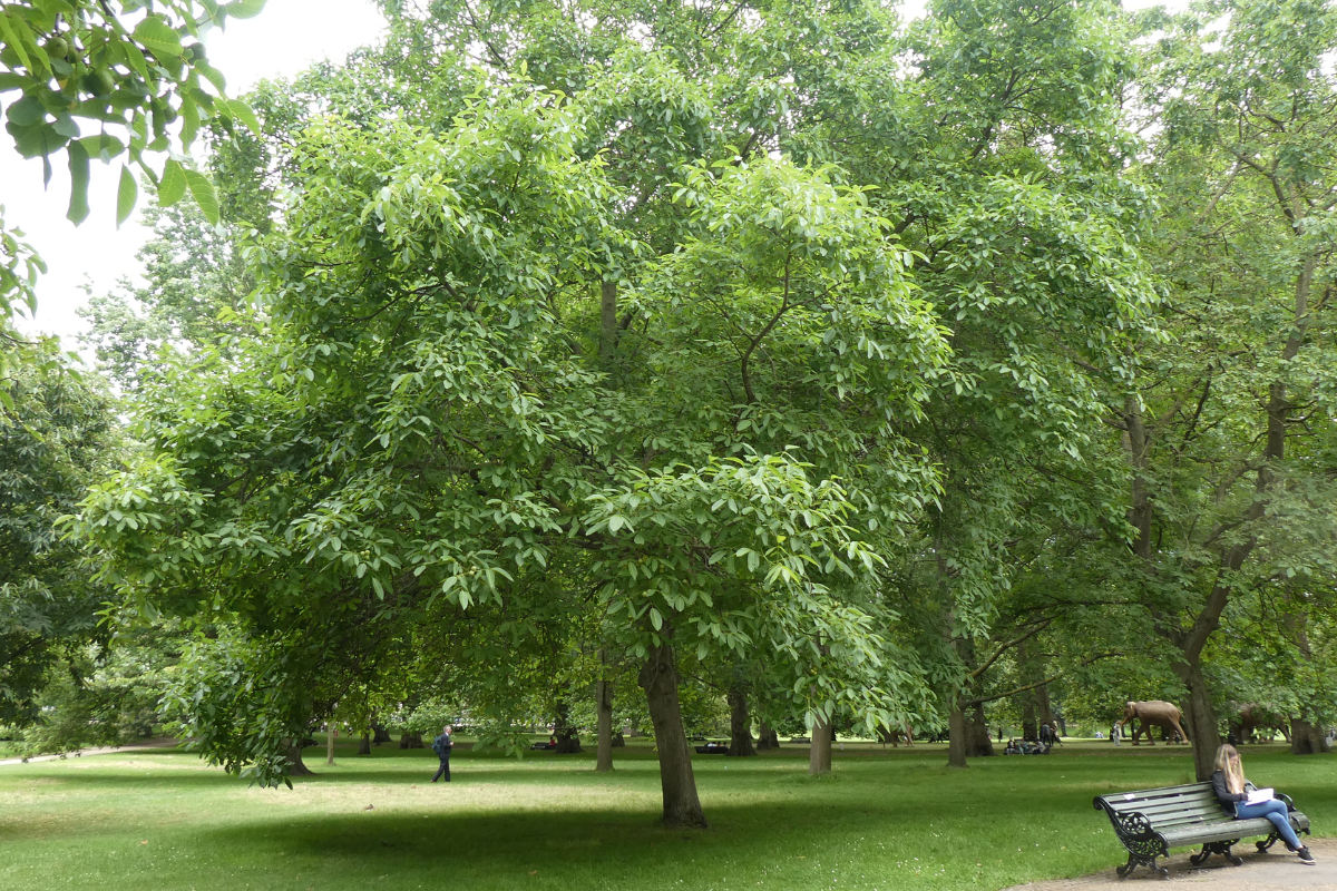 Turkish Walnut Wood Grain Quality