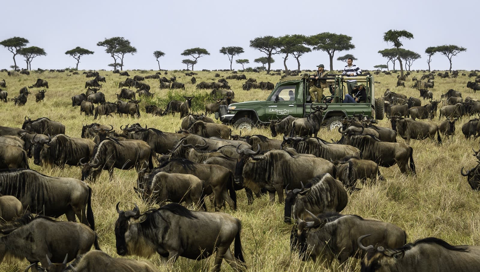 Game drive on the open plains
