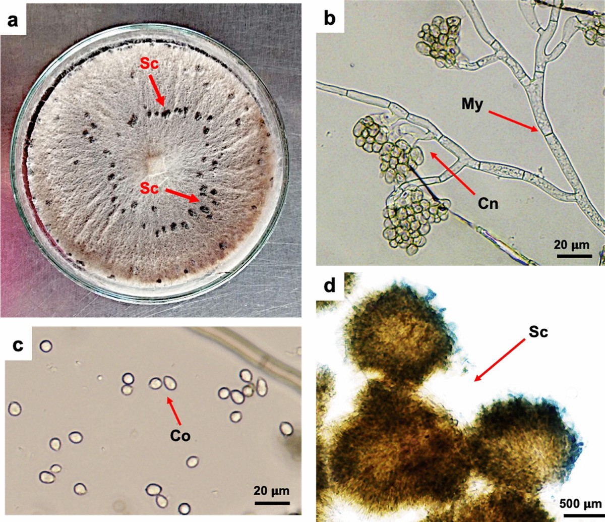 Botrytis cinerea تحت المجهر