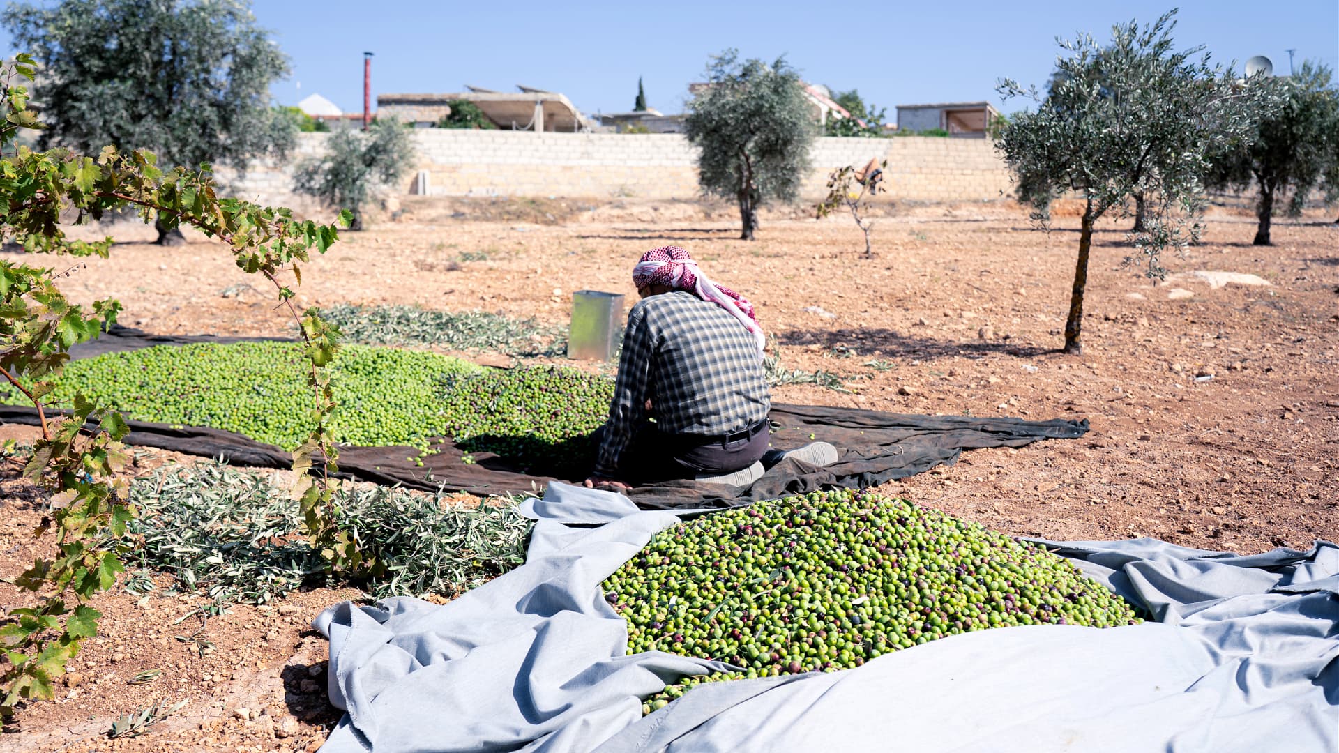 Olive harvest and oil production