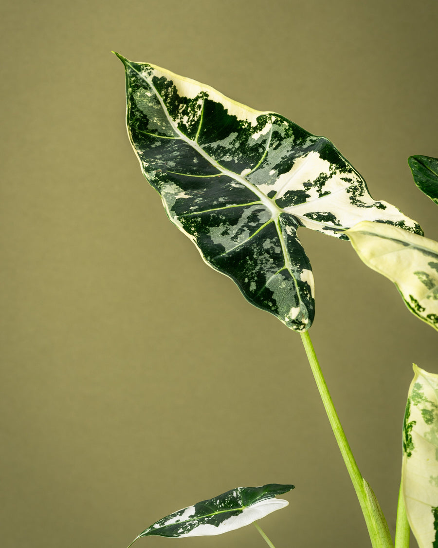 Independent plant shop shelves with rare foliage