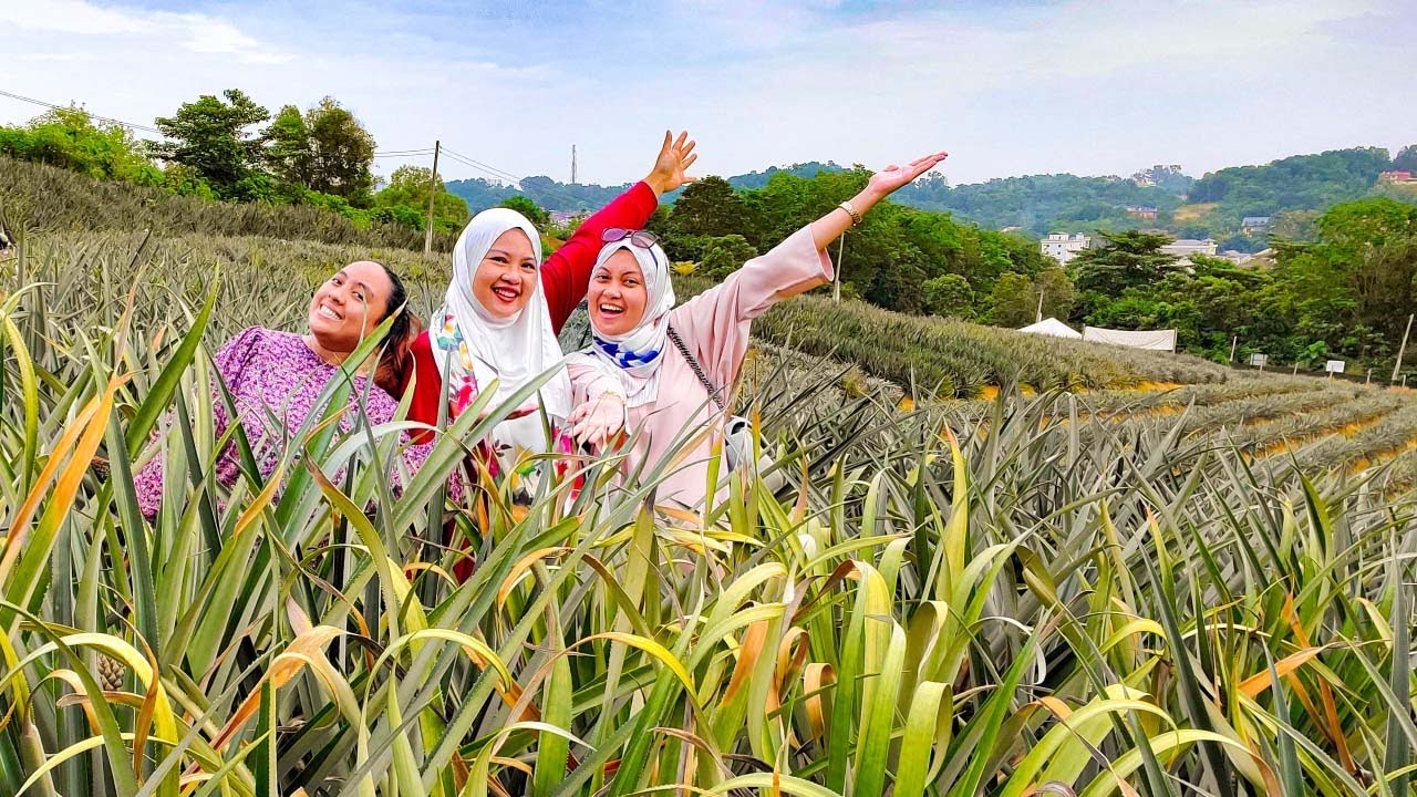 Pineapple plantation workers in Malaysia