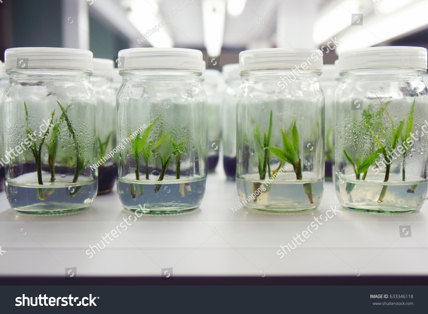 Quality inspection of tissue-culture plantlets before export