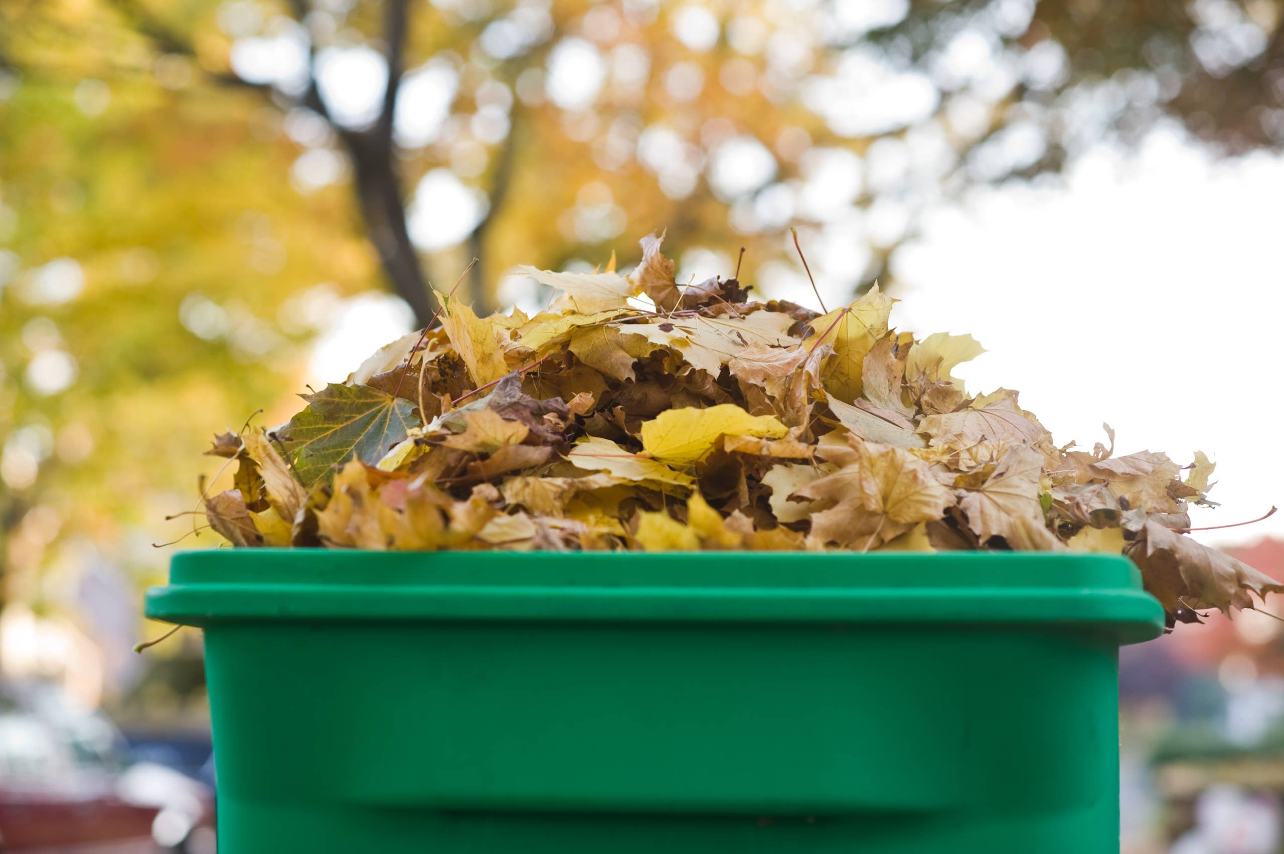 Garden waste removal in Dubai