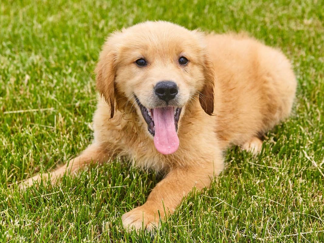 Cute puppy Sheru
