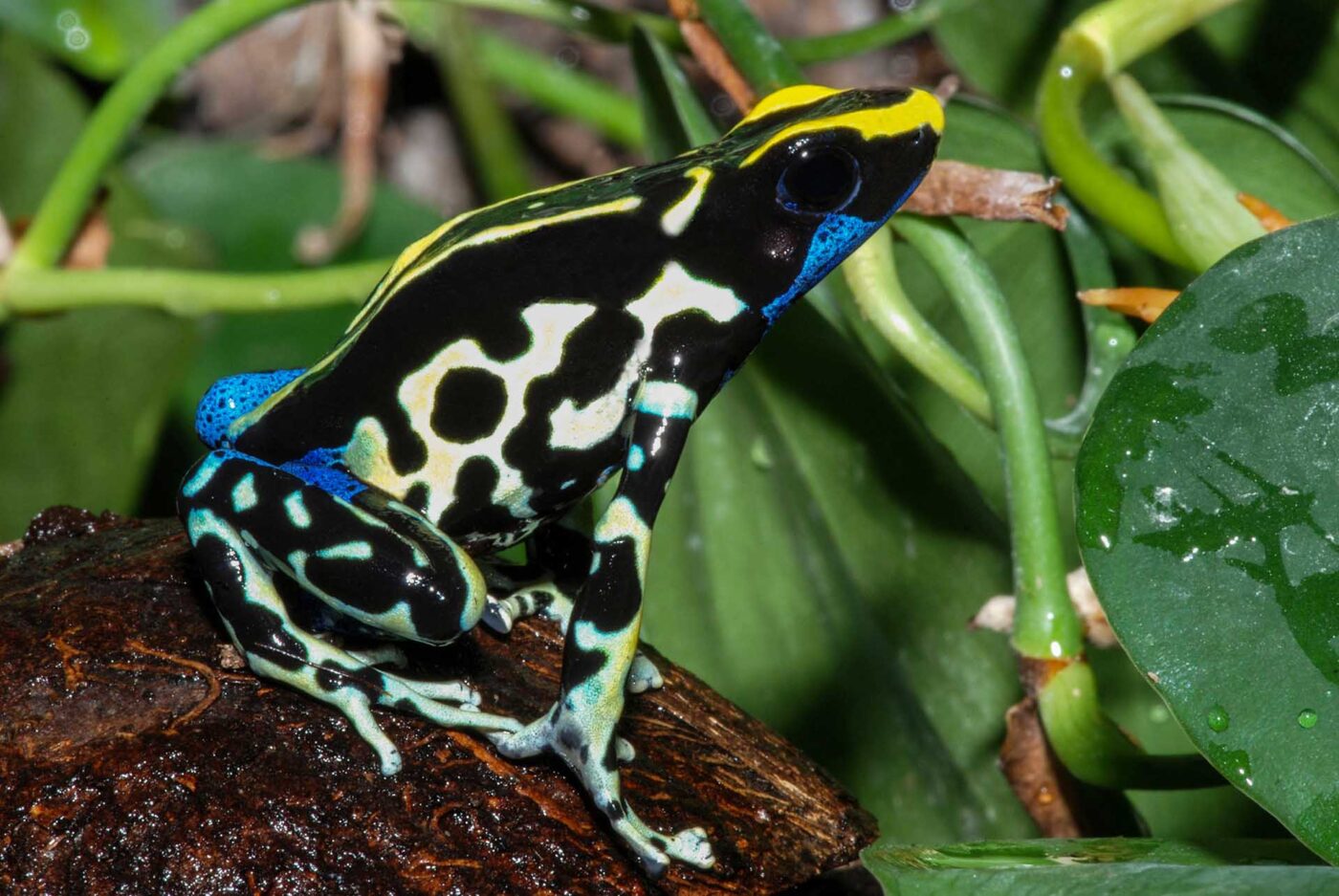 Dyeing poison frog with high-contrast markings.
