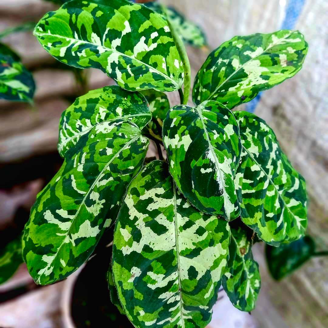 Aglaonema — tissue culture plantlets